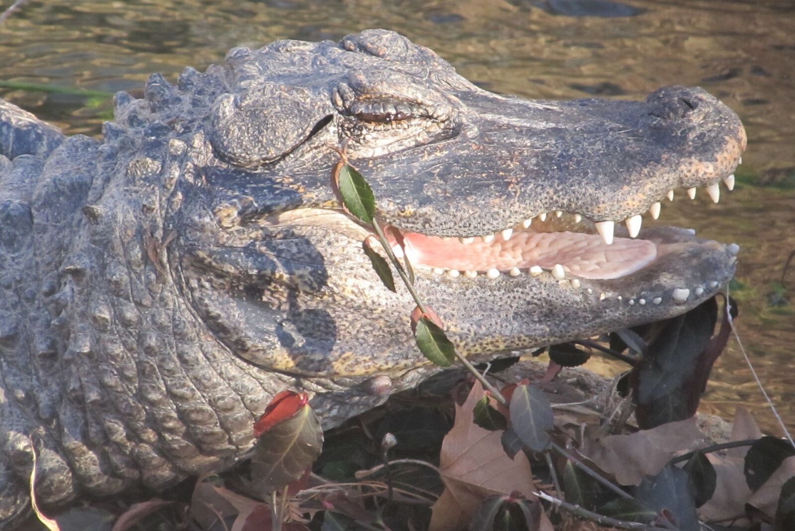 Canon PowerShot SX130 IS sample photo. Smiling chinese alligator, head photography