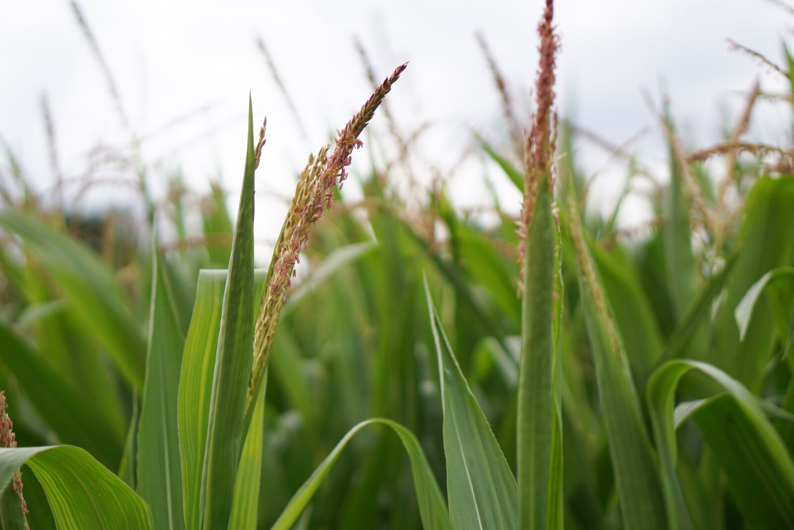 E 50mm F1.8 OSS sample photo. Cornfield, corn, corn cultivation photography