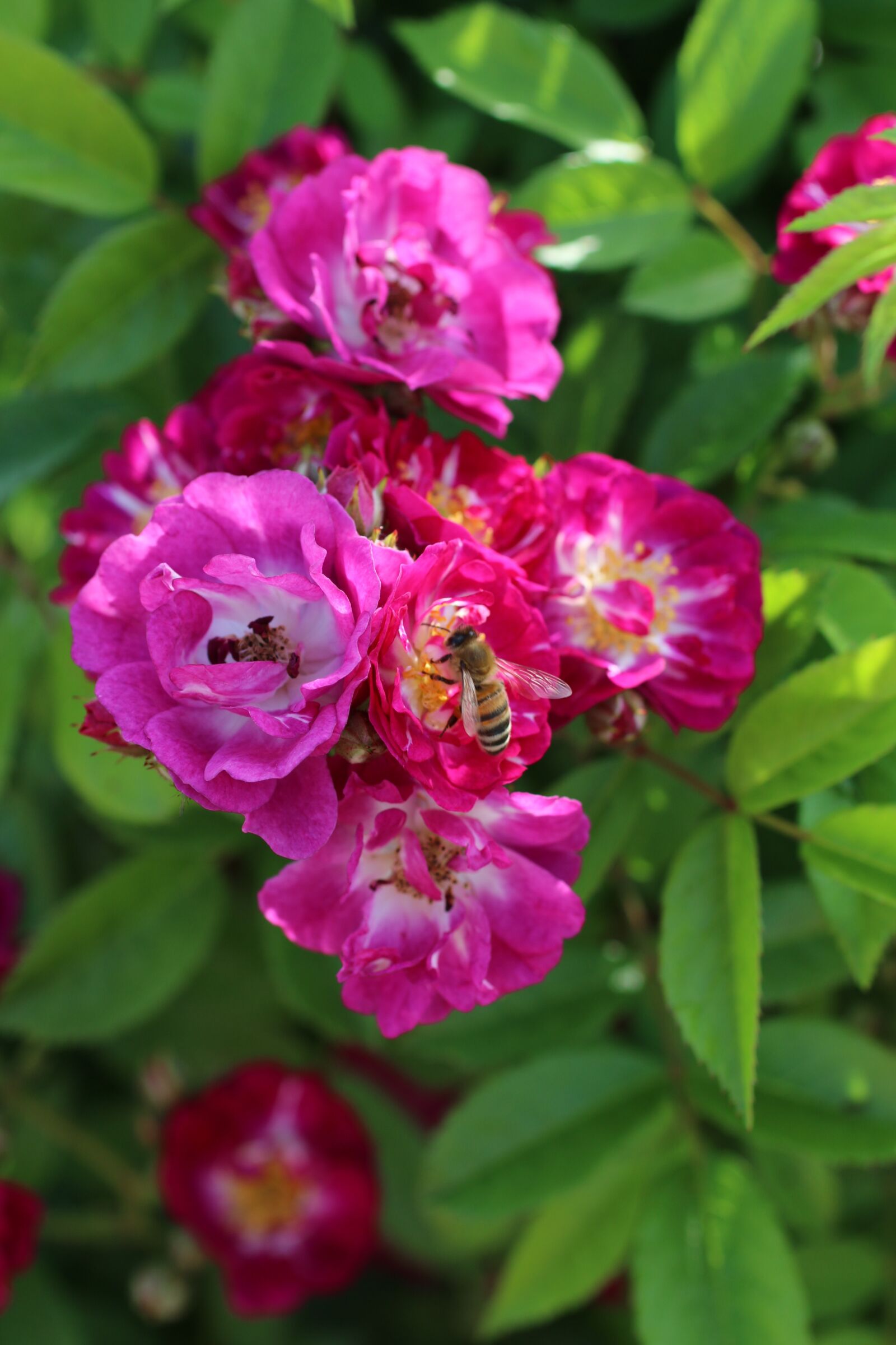 Canon EF 50mm F2.5 Macro sample photo. Rose, bee, flower photography