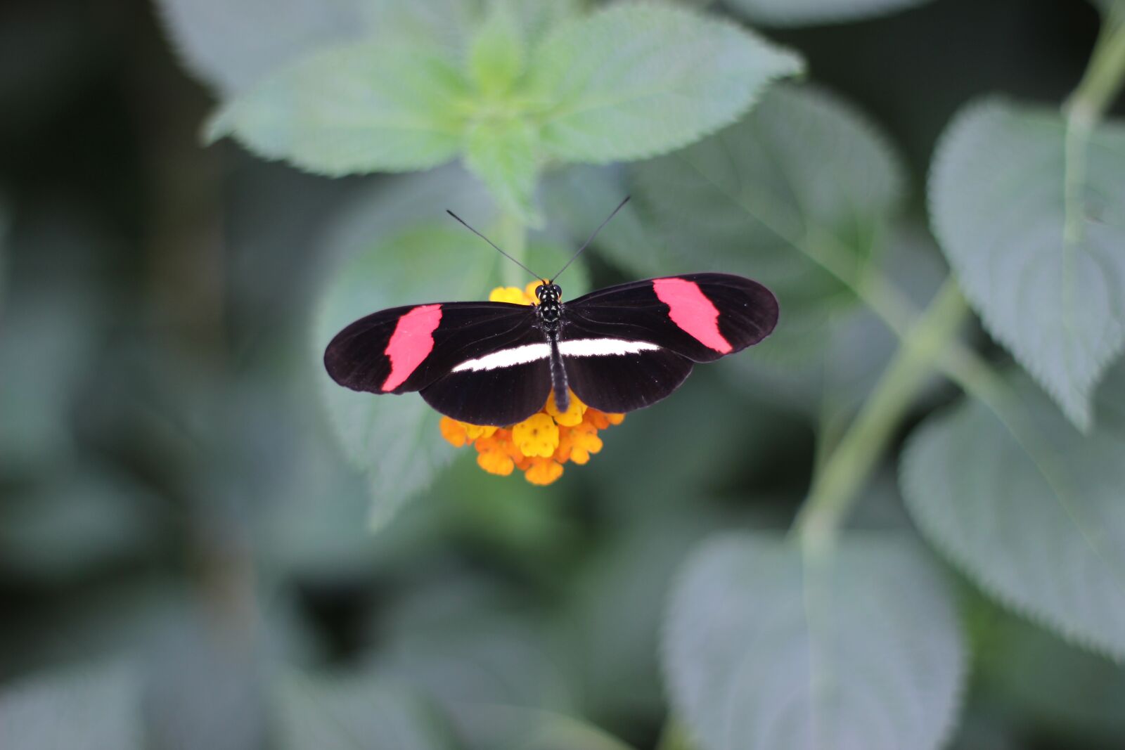 Canon EOS 600D (Rebel EOS T3i / EOS Kiss X5) + Canon EF 50mm F1.8 II sample photo. Butterfly, leaf, blossom photography