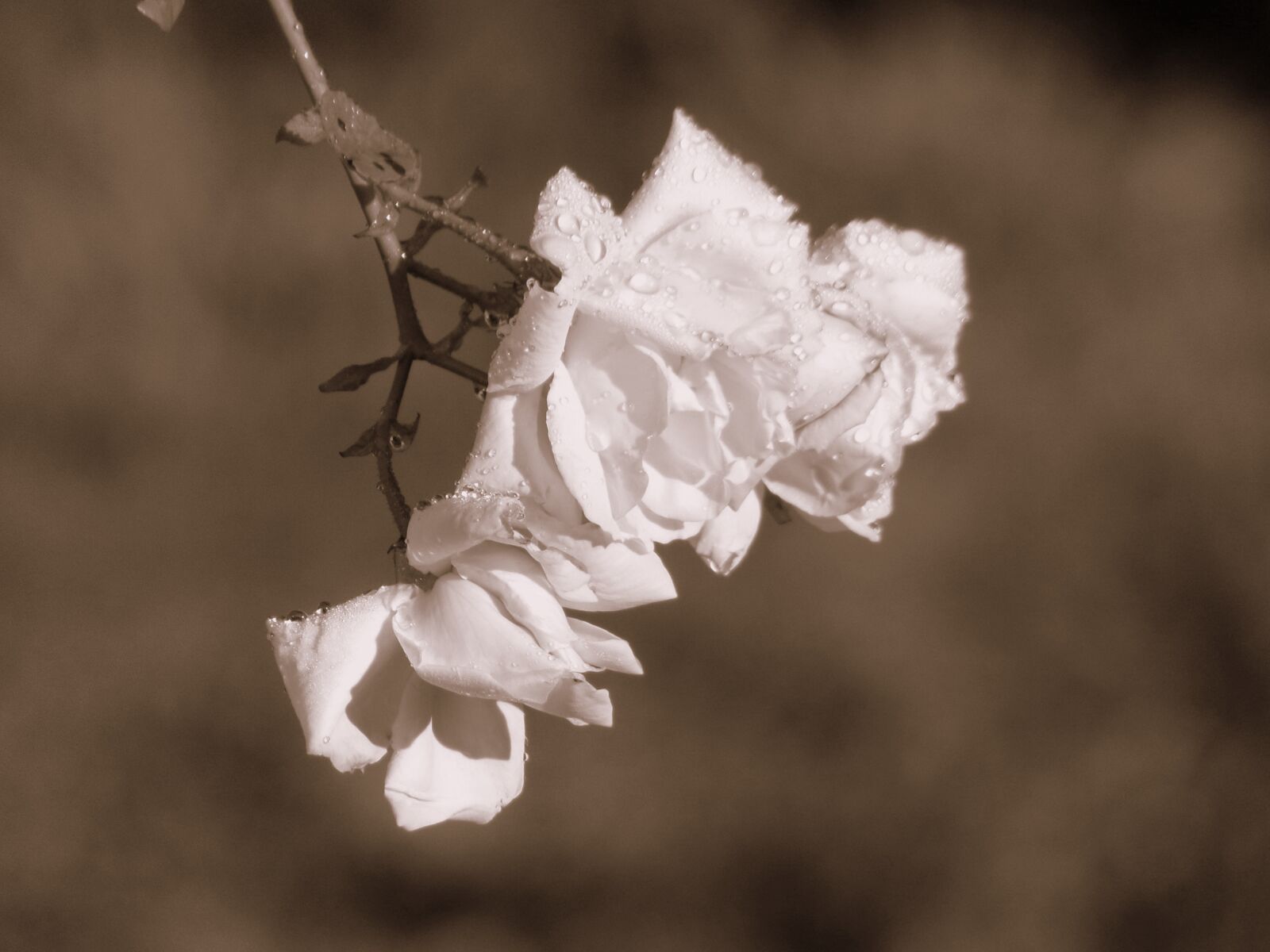 JK KODAK PIXPRO AZ421 sample photo. Roses, flower, nature photography