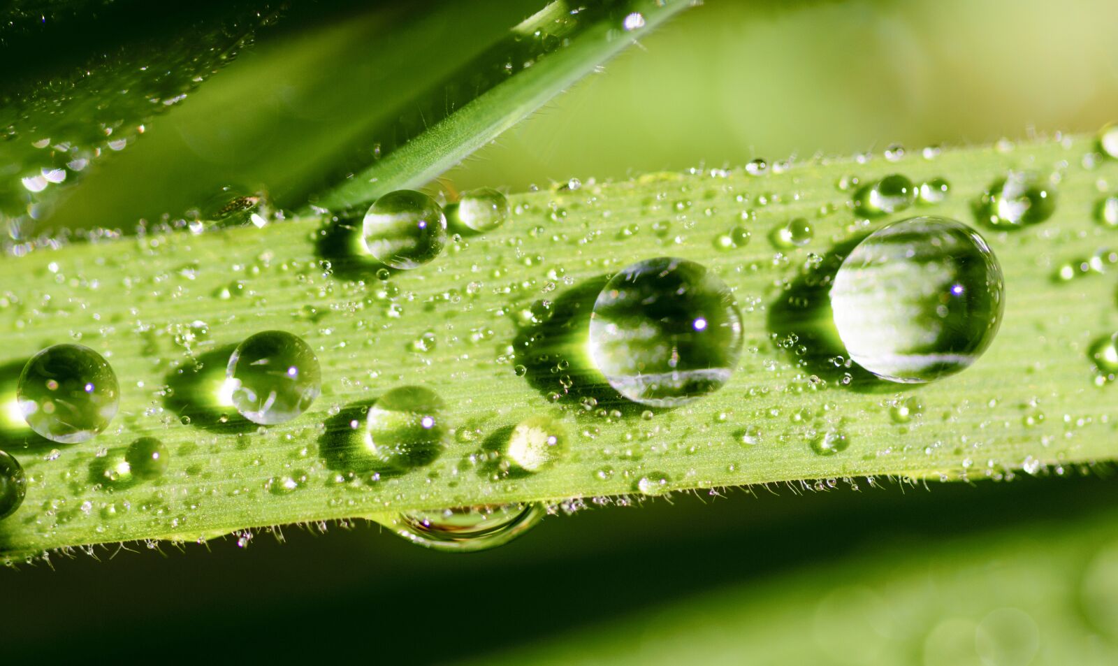 Nikon D5300 sample photo. Leaf, water, green photography