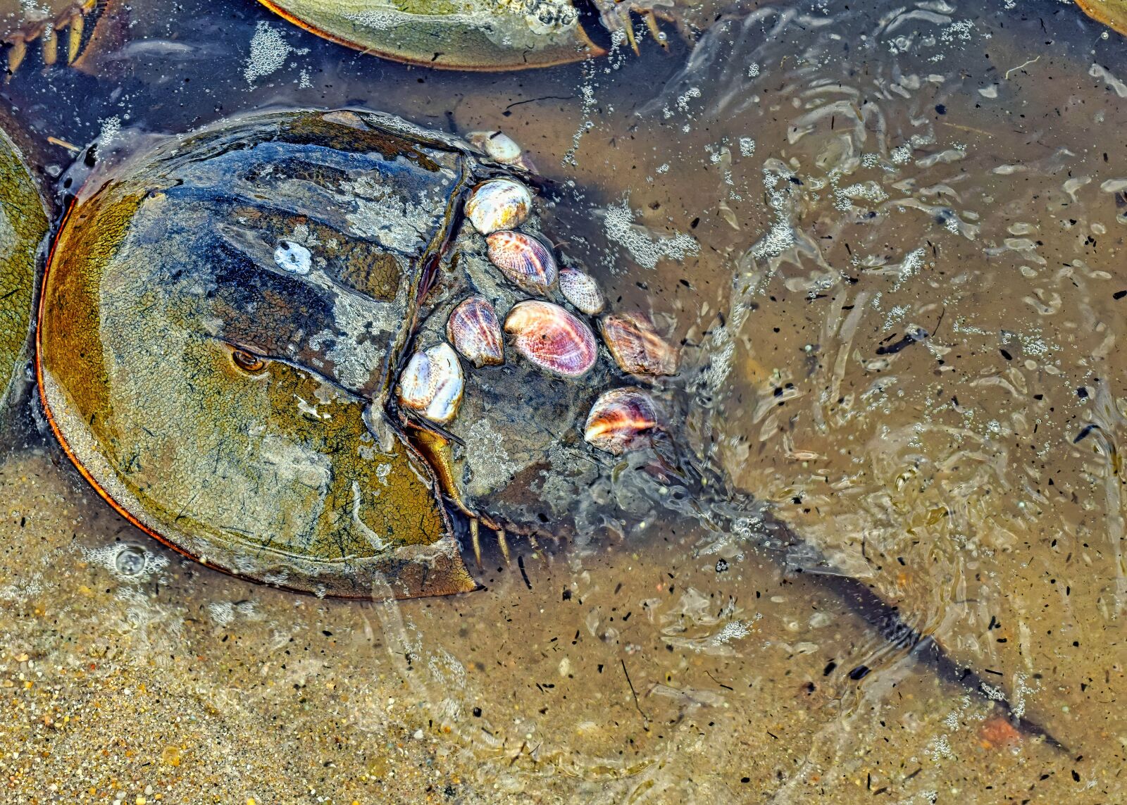Nikon D3300 sample photo. Horseshoe crab, crustacean, crab photography