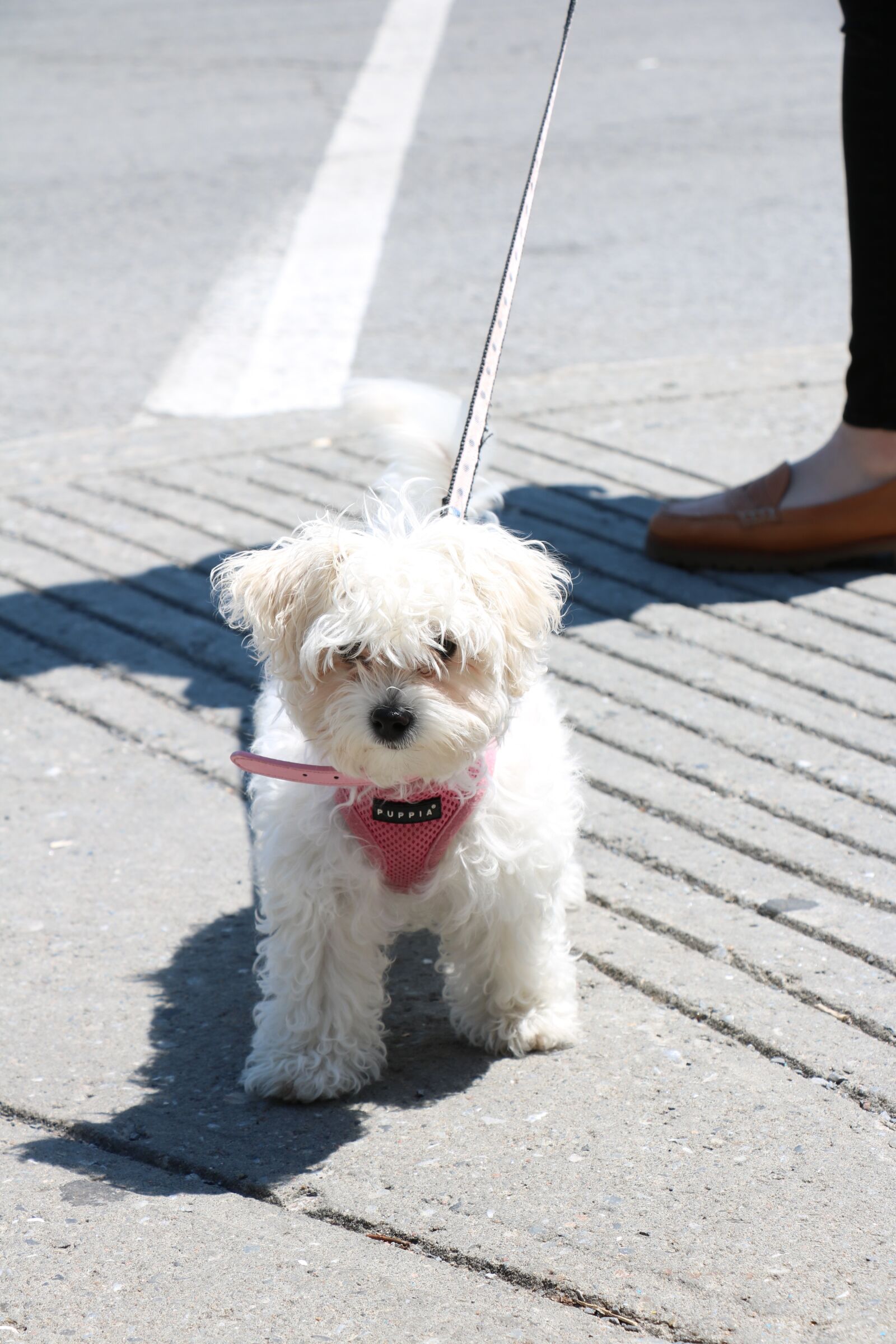 Canon EOS 760D (EOS Rebel T6s / EOS 8000D) + Canon EF-S 18-135mm F3.5-5.6 IS STM sample photo. Puppy, adorable, dog photography