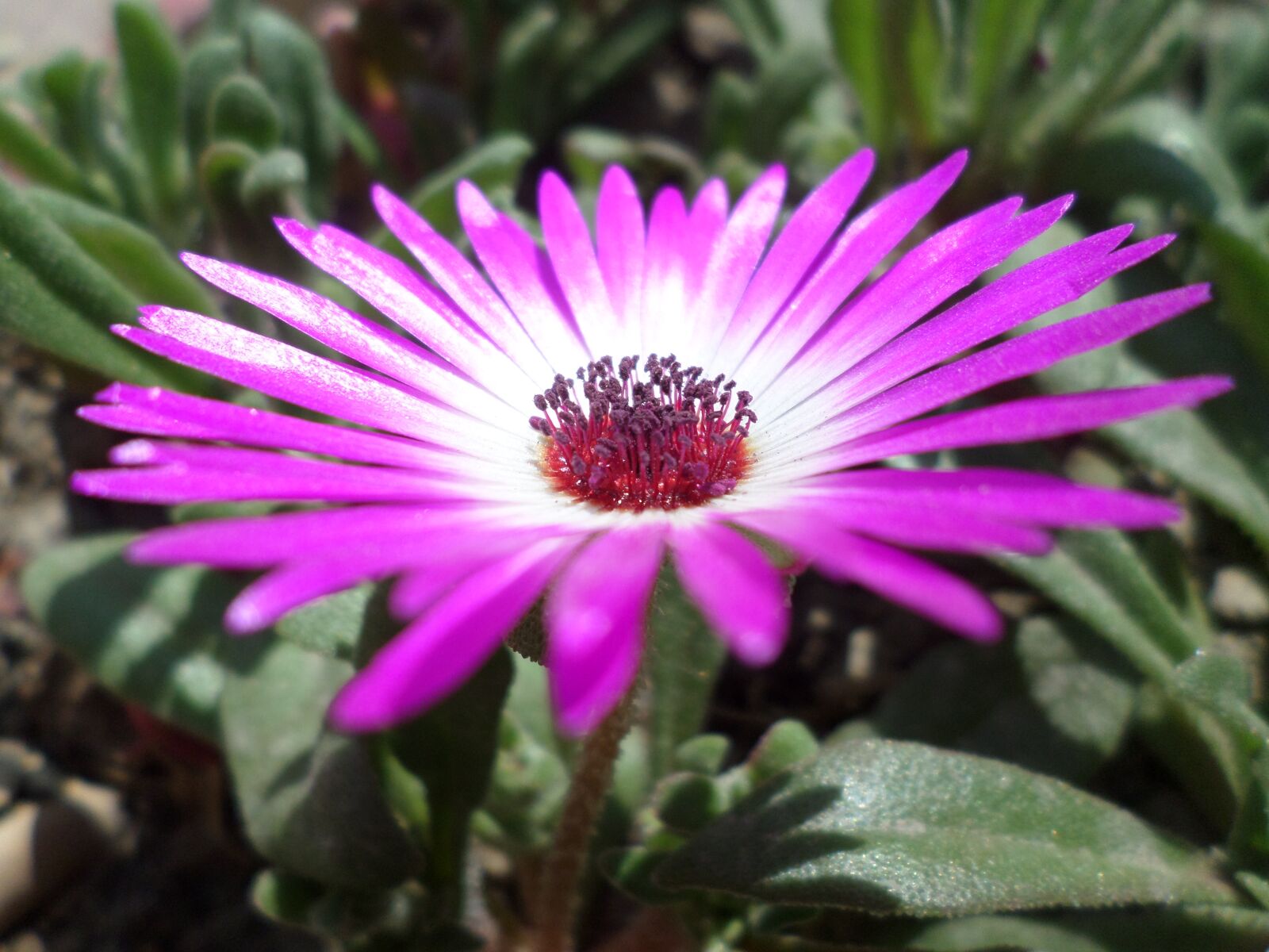 Samsung ST150F/ST151F/ST152F sample photo. Flower, beauty, nature photography
