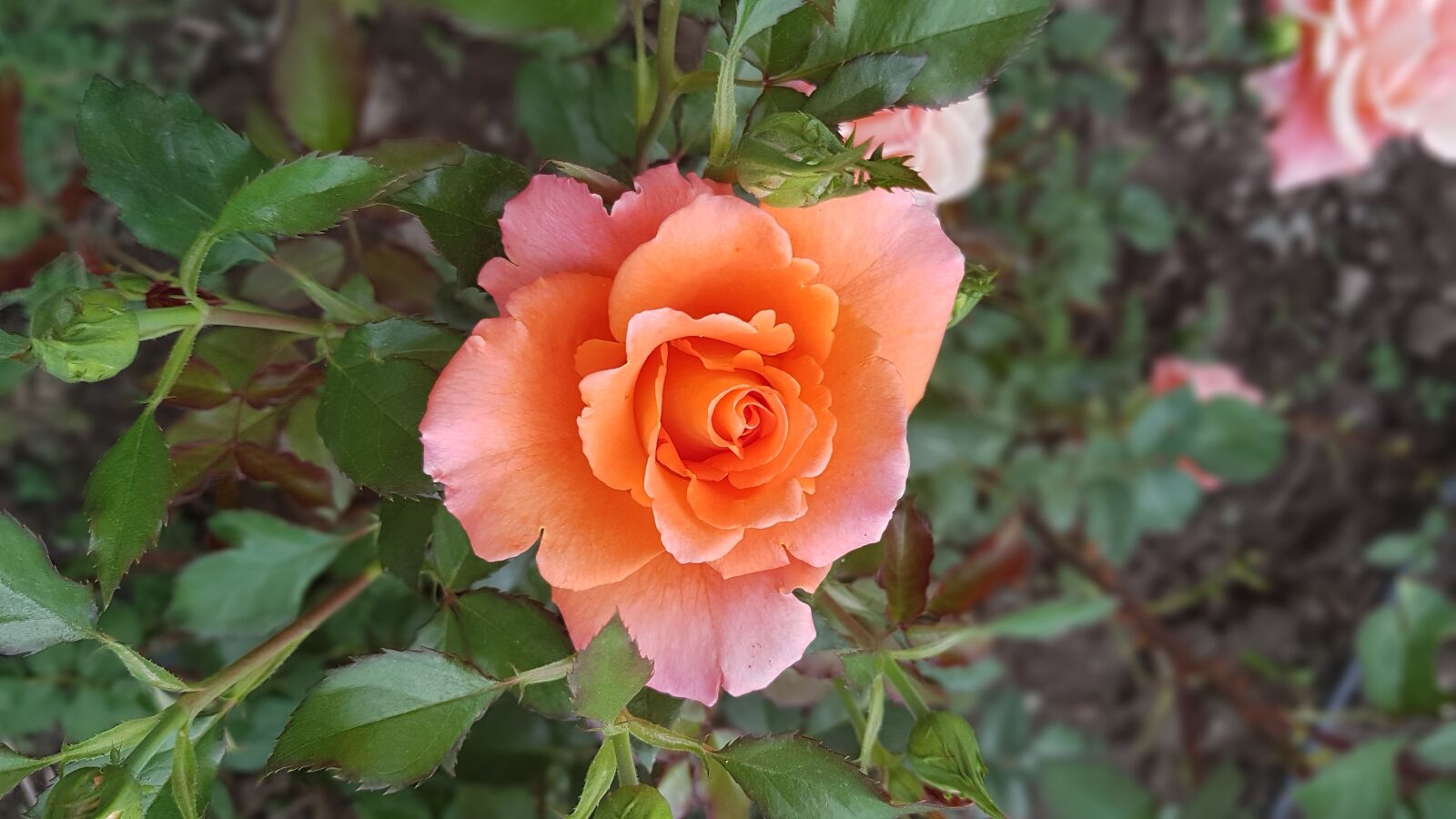 Samsung Galaxy Note Fan Edition sample photo. Rose, flower, love photography