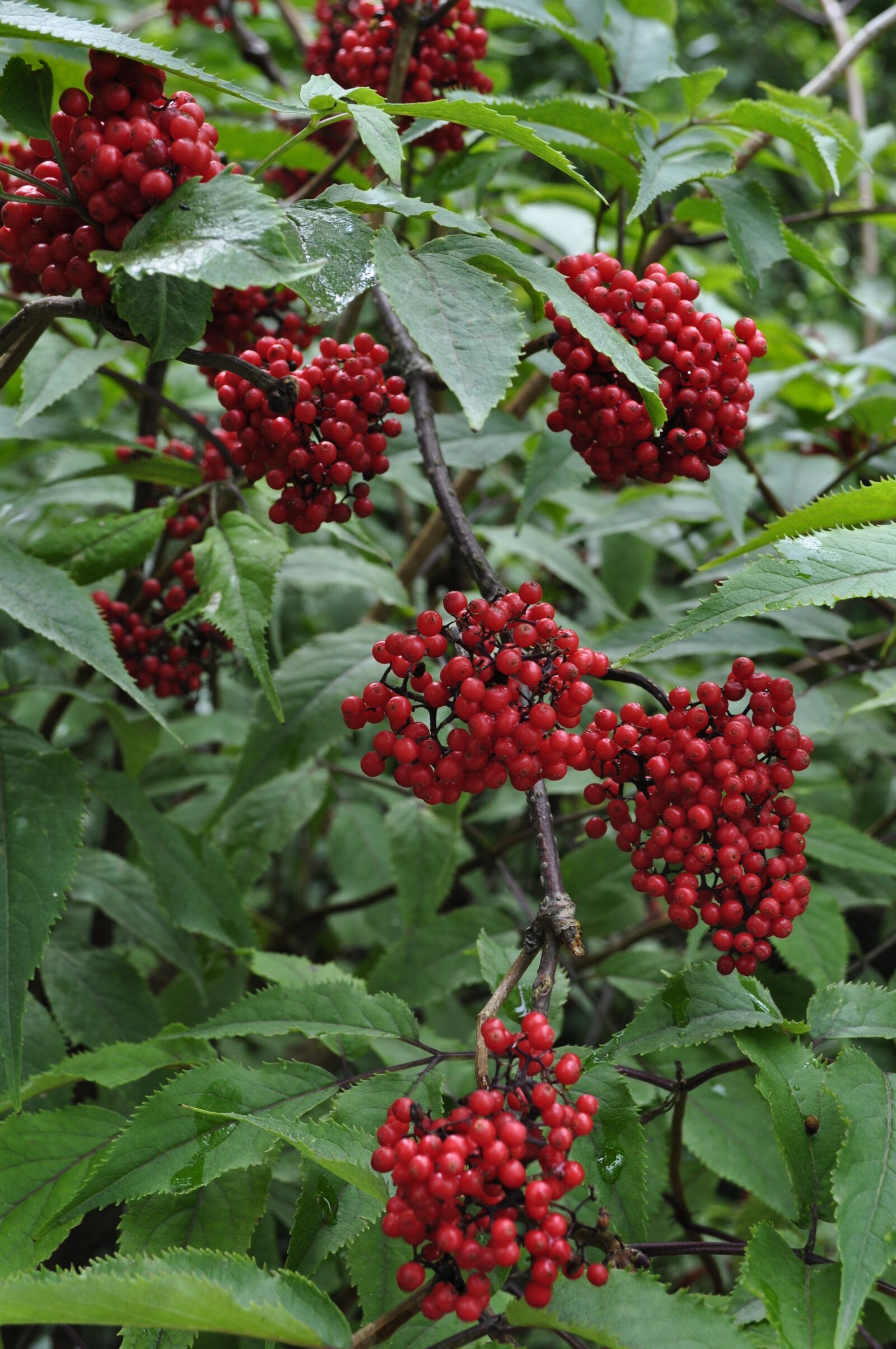 Nikon D5000 sample photo. Berry, bush, when photography