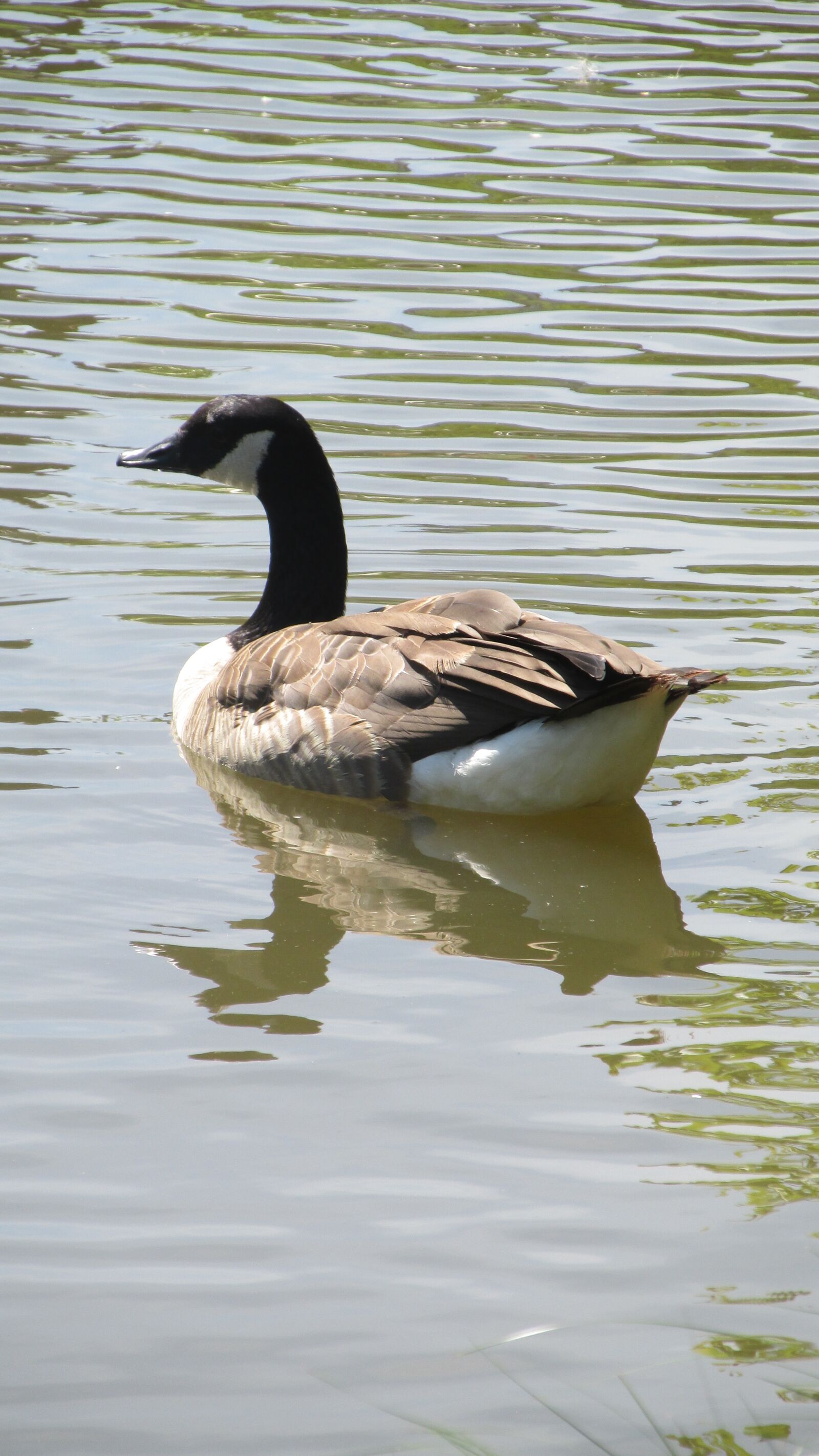 Canon PowerShot SX160 IS sample photo. Duck, landscape, male photography