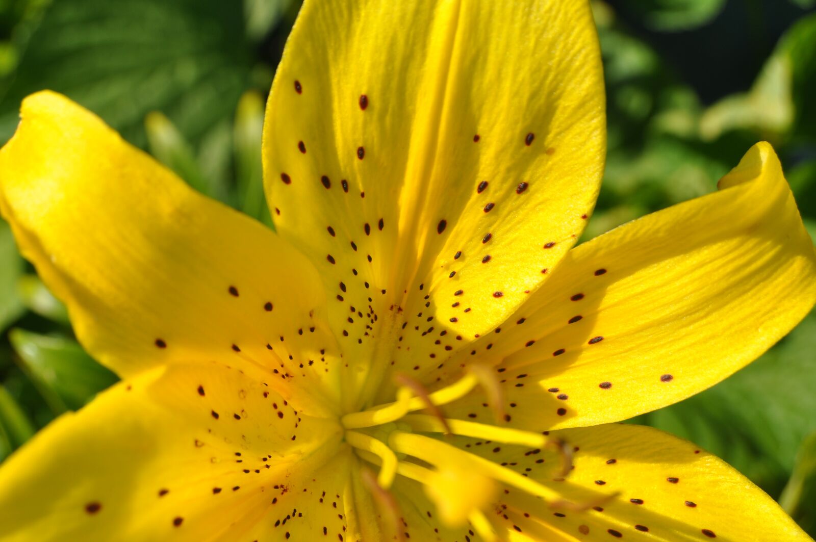 Nikon D90 sample photo. Yellow, flower, lily photography