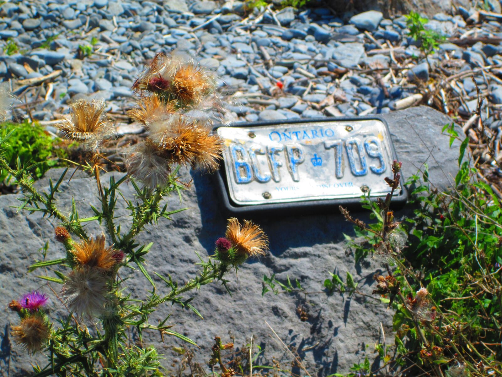 Canon PowerShot A2300 sample photo. Summer, licence plate, thistles photography