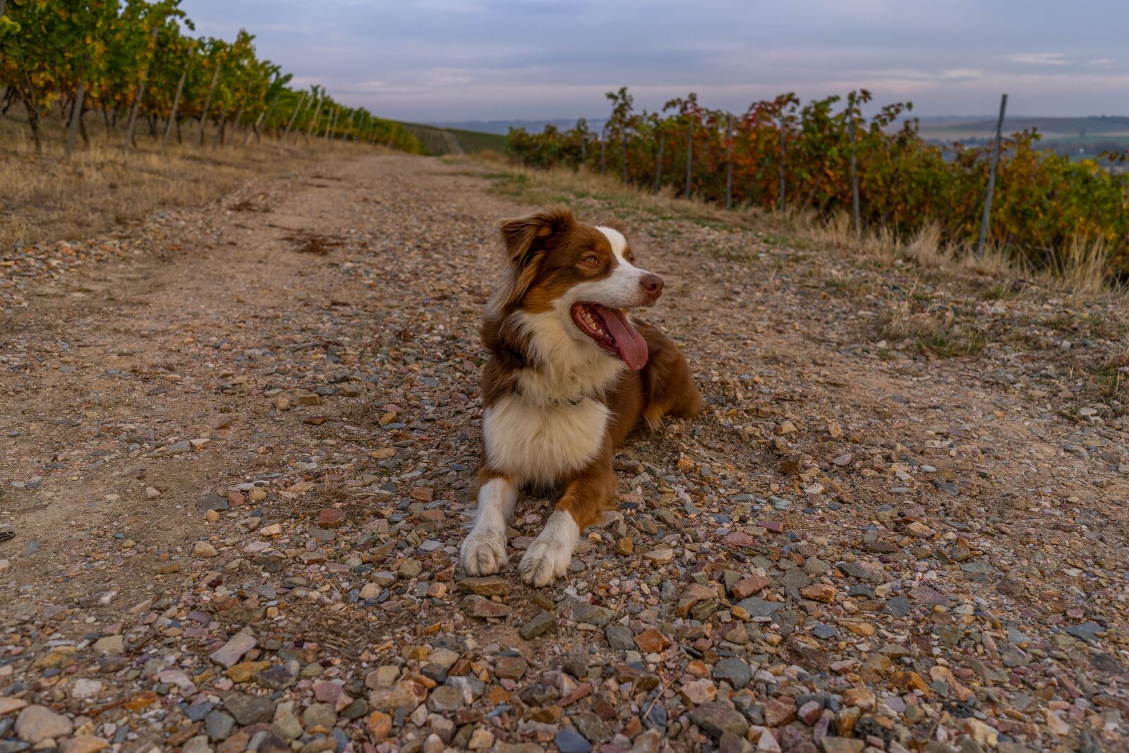 Sony a7 + Sony FE 28mm F2 sample photo. Dog, nature, pet photography