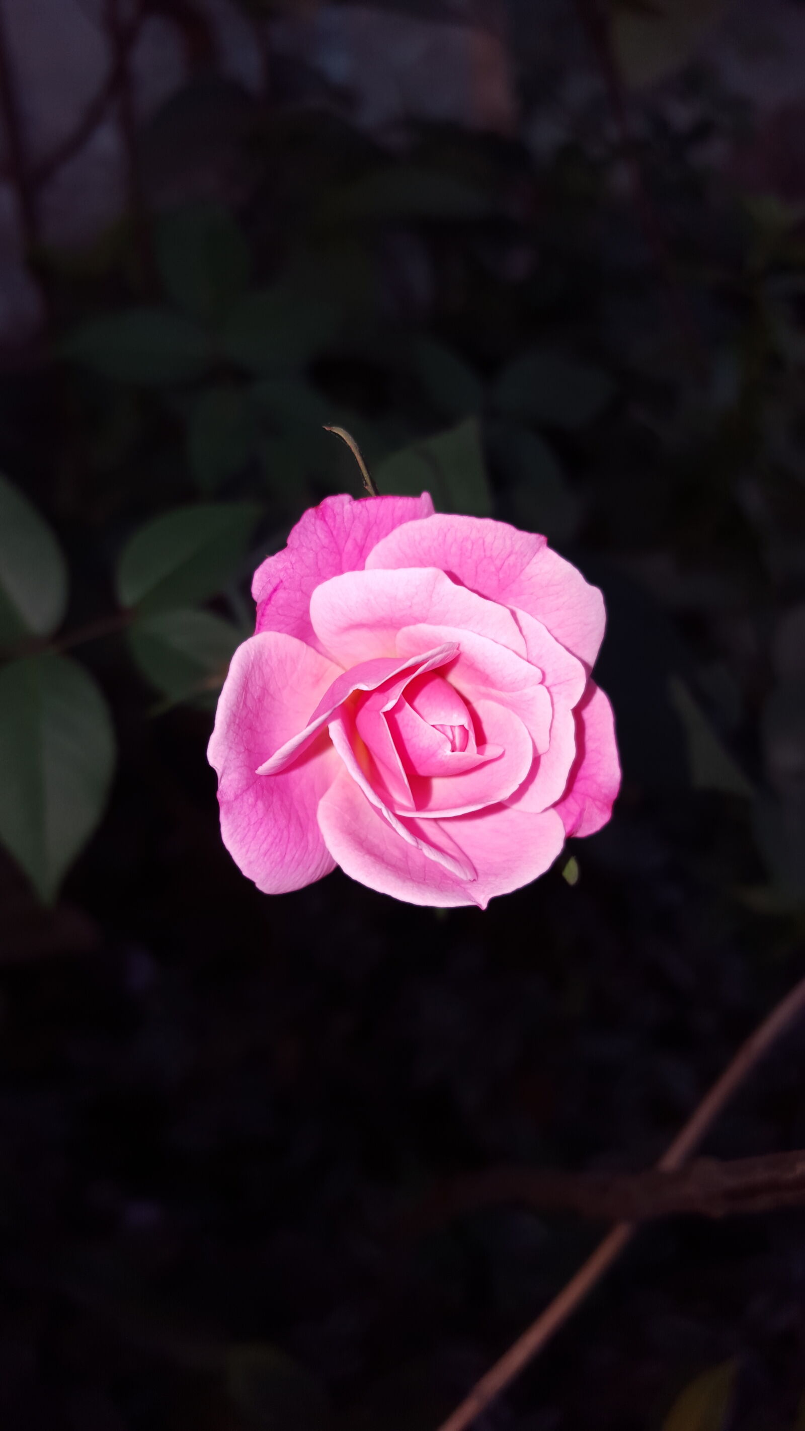 Samsung GALAXY S6 edge sample photo. Rose, flower, pink, blossom photography