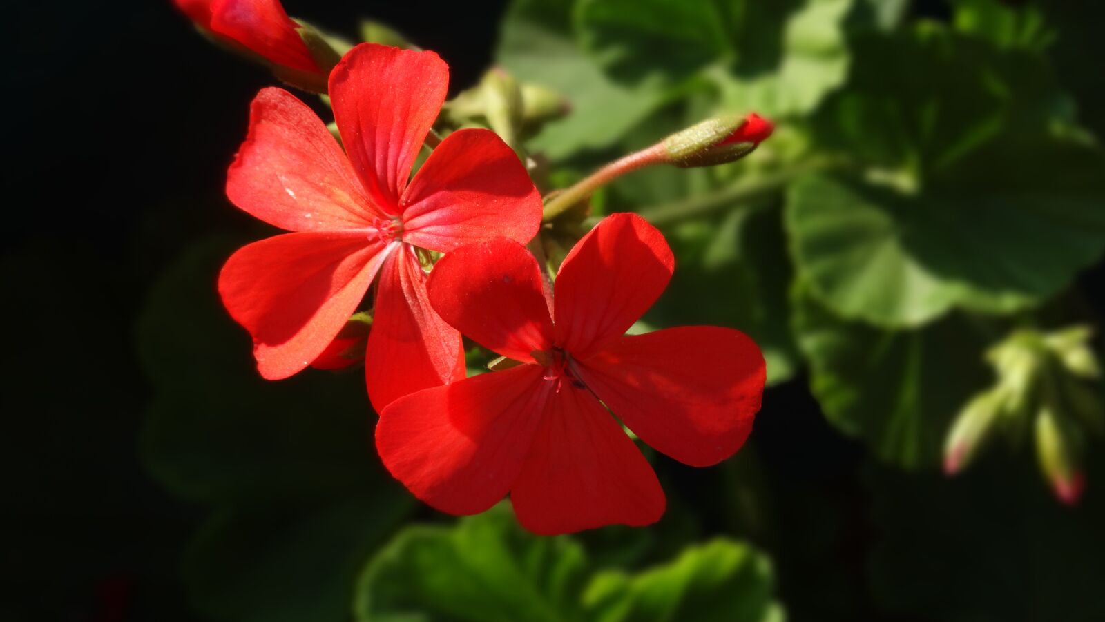 Sony Cyber-shot DSC-HX300 sample photo. Flower, red, bloom photography
