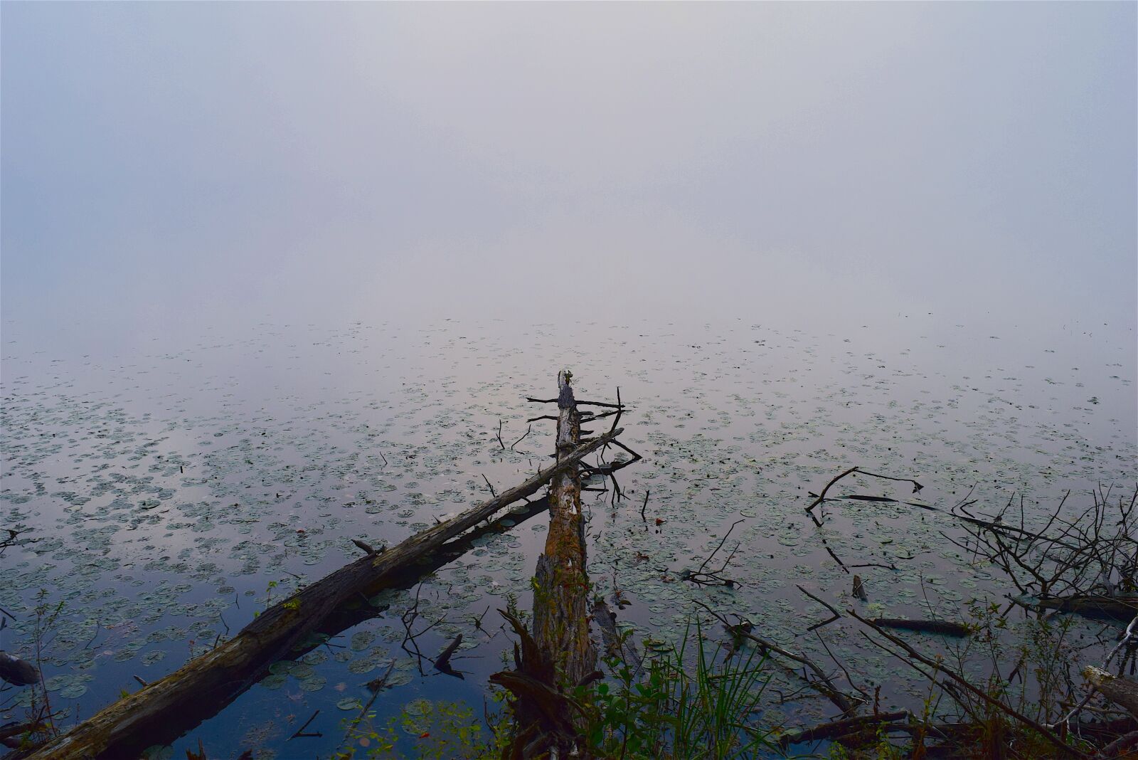 Nikon D3300 sample photo. Lake, fog, tree photography