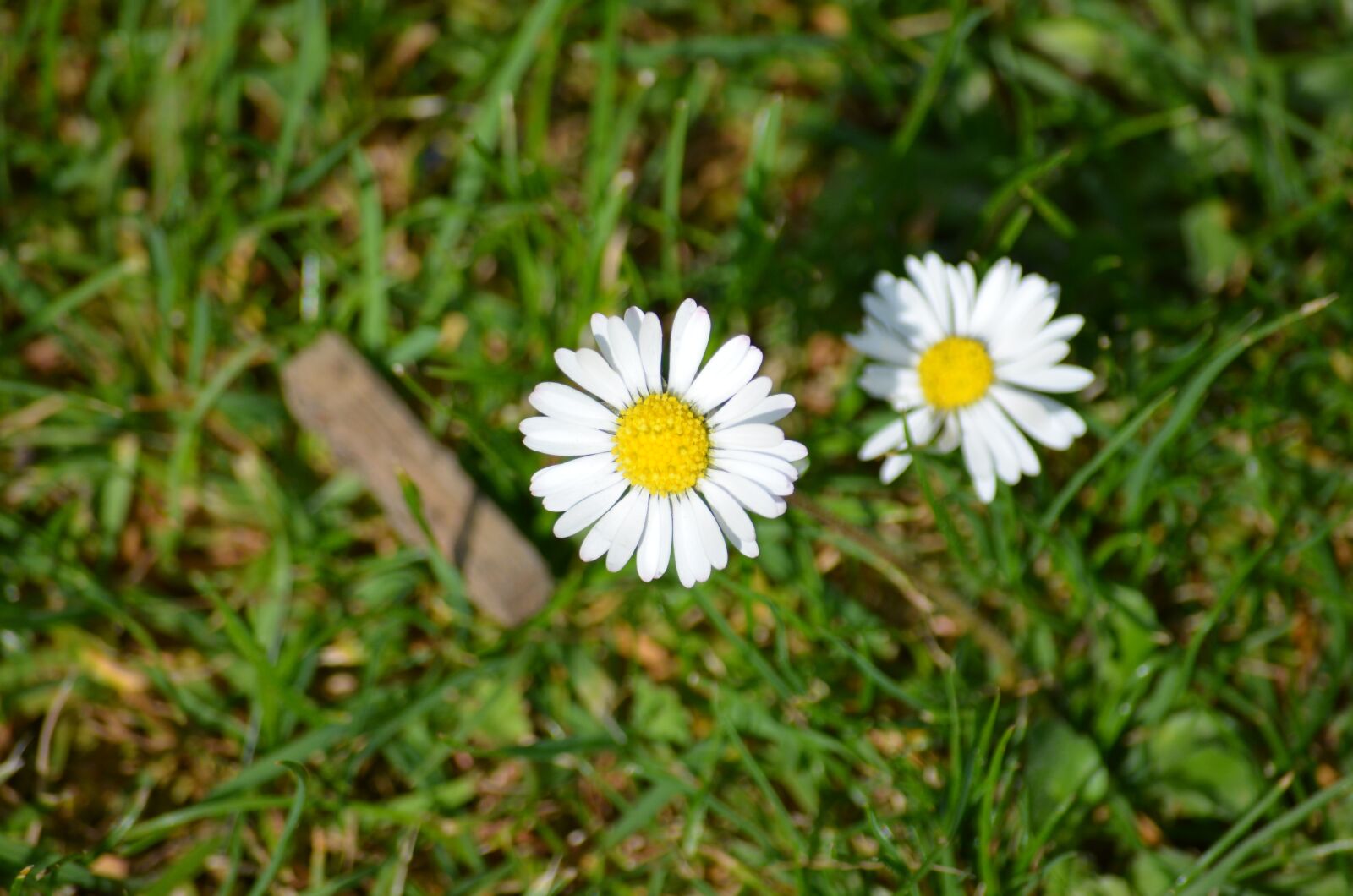 Nikon D5100 sample photo. Daisy, meadow, nature photography