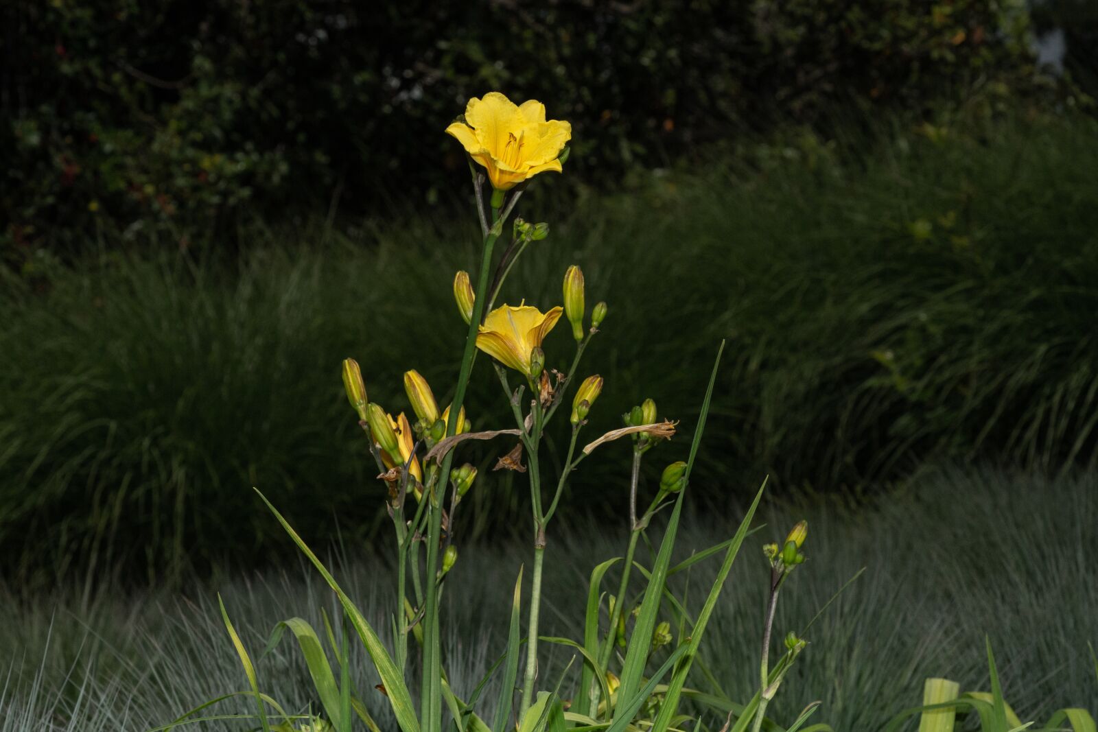 Nikon D7200 sample photo. Flower, golden, plant photography