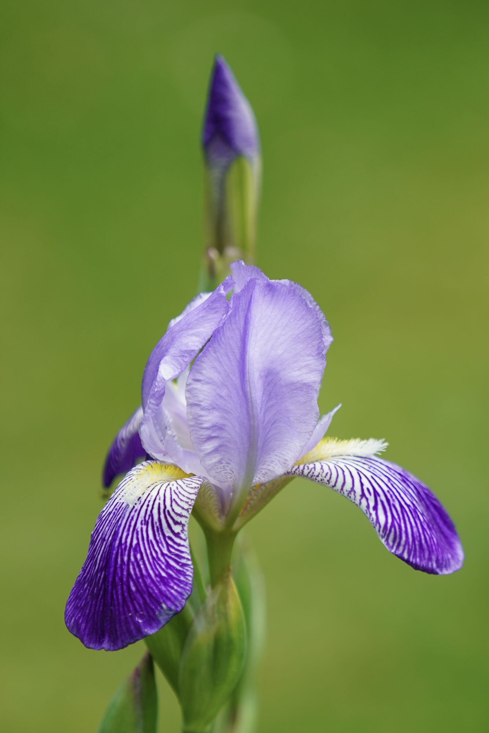 Sony FE 70-200mm F4 G OSS sample photo. Iris, flower, iris flower photography