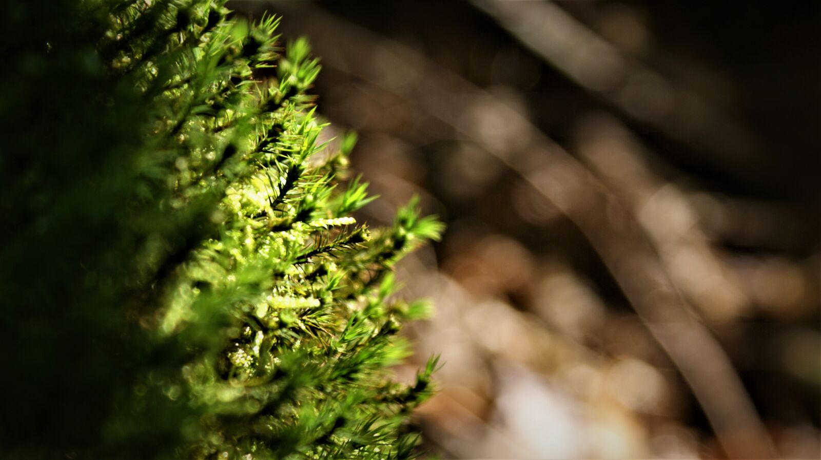 Sony Alpha DSLR-A350 sample photo. Moss, mosses, forest floor photography