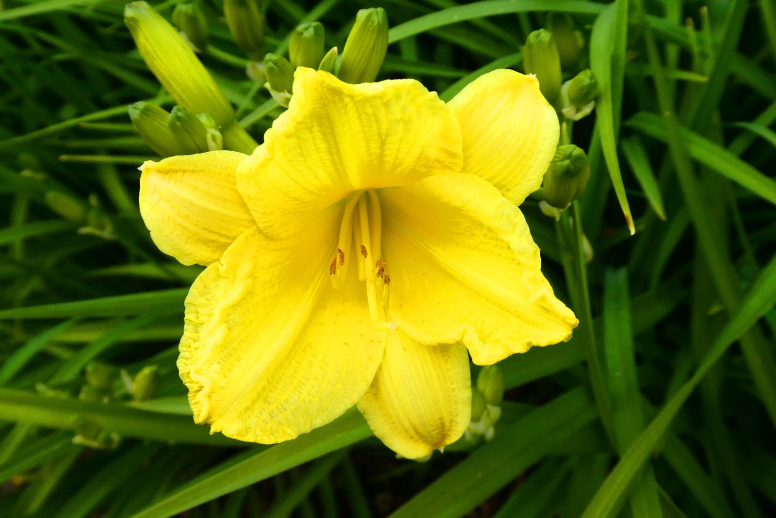 Panasonic Lumix DC-ZS70 (Lumix DC-TZ90) sample photo. Daylily, flower, bloom photography