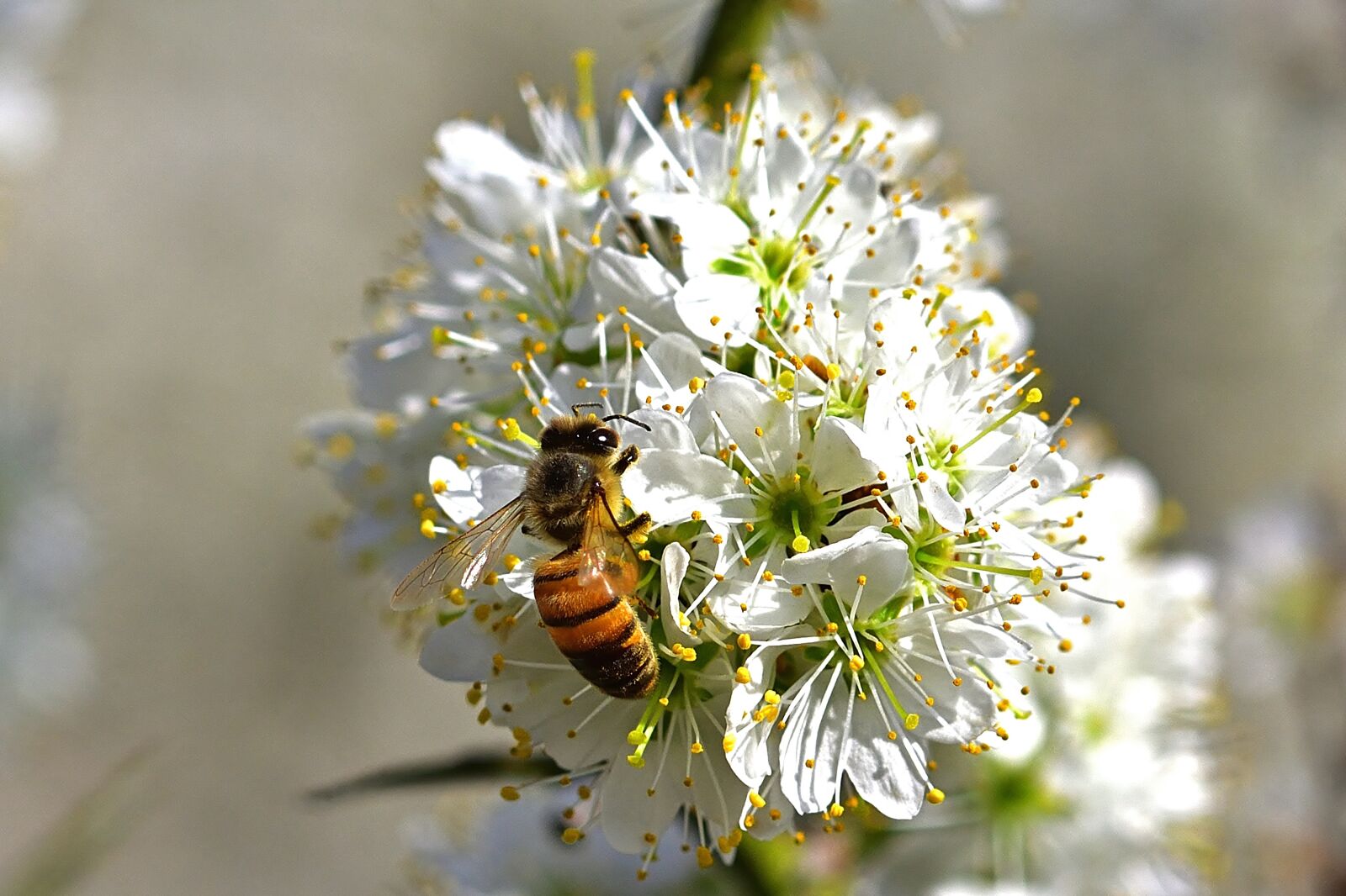 Nikon D5200 sample photo. Nature, spring, honey bee photography