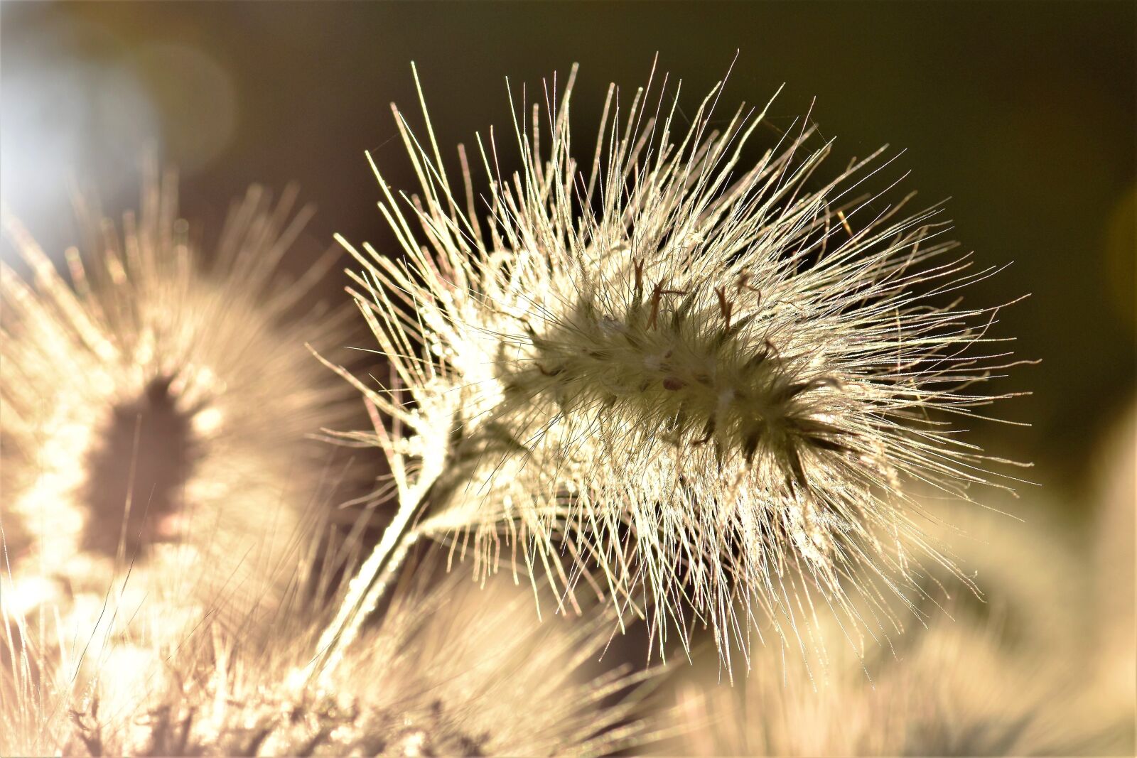 Nikon D5500 sample photo. Bamboo grassedit this page photography