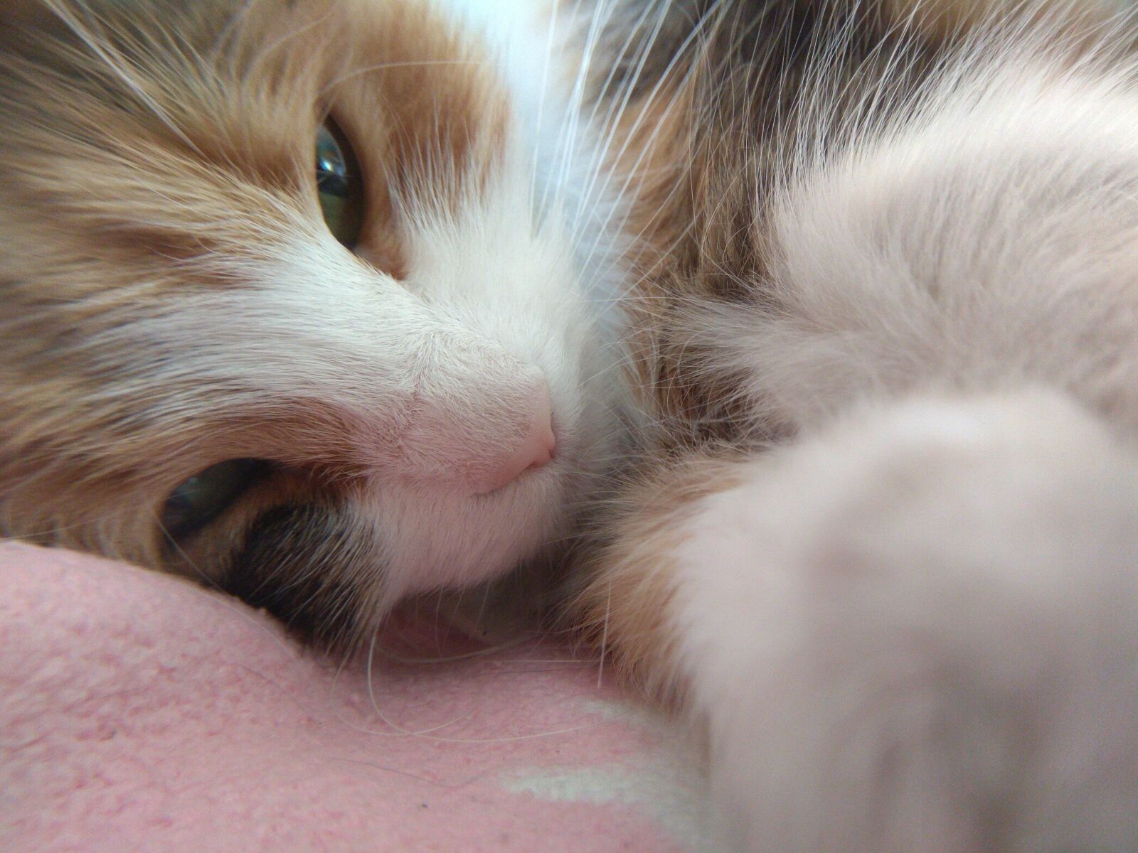 Xiaomi Redmi Note 4 sample photo. Cat, nice, portrait photography