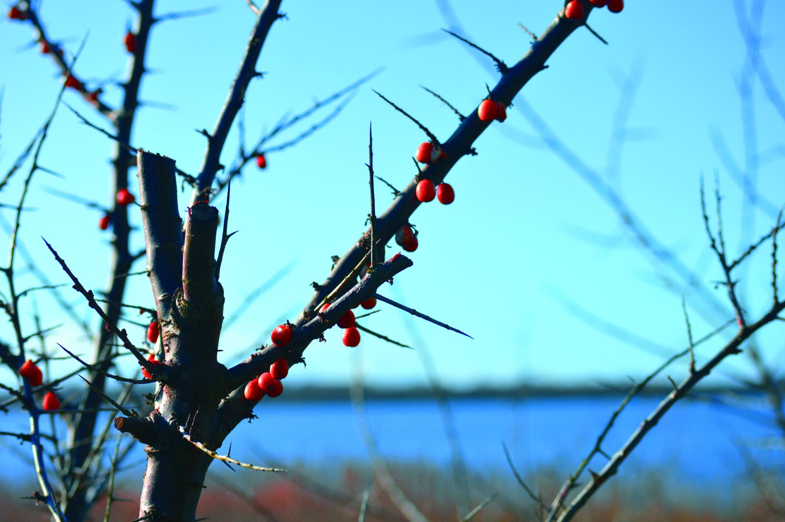 Nikon D3200 sample photo. Sea buckthorn, water, branches photography