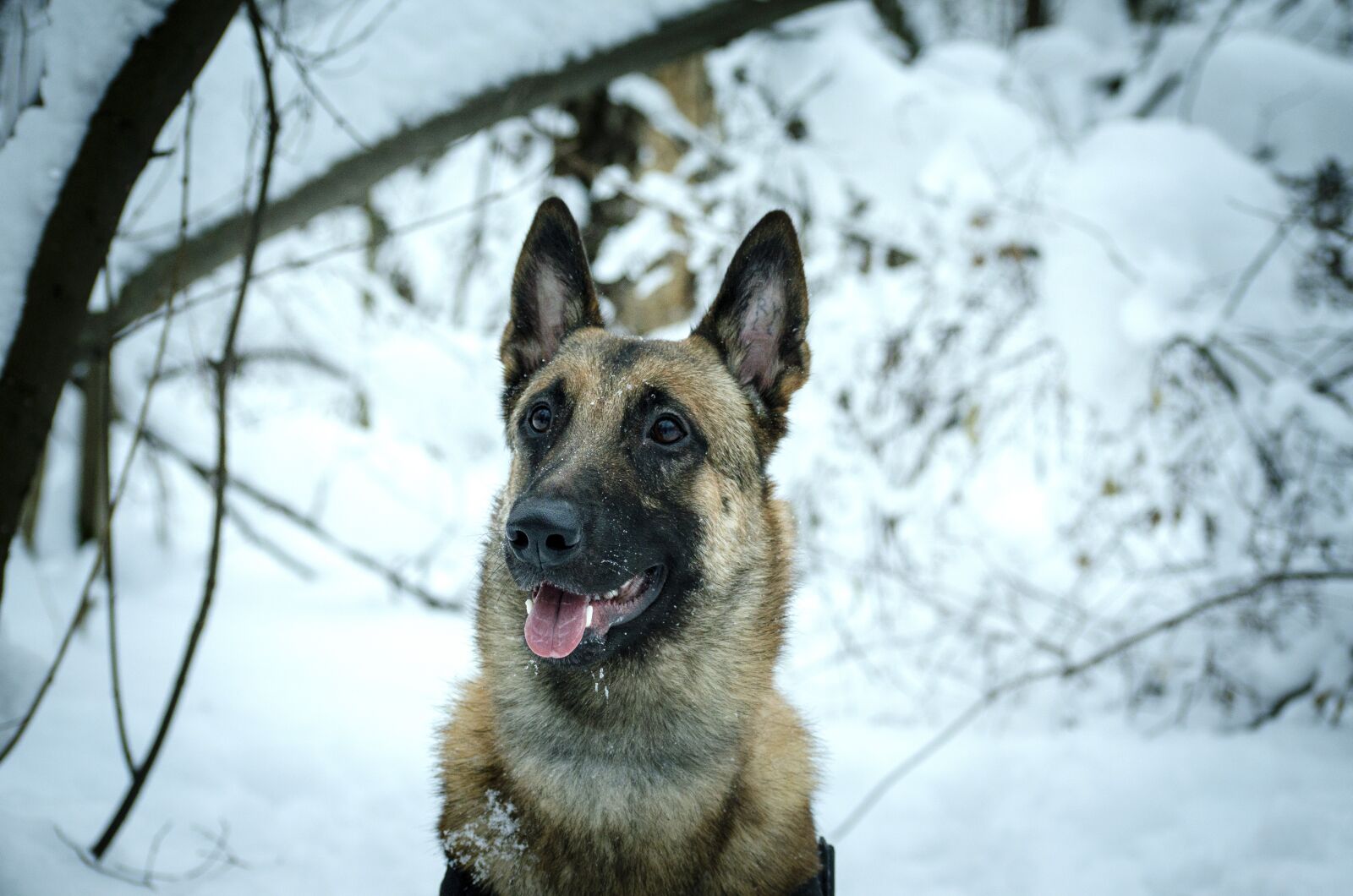 Nikon D5100 sample photo. Dog, animal, pet photography