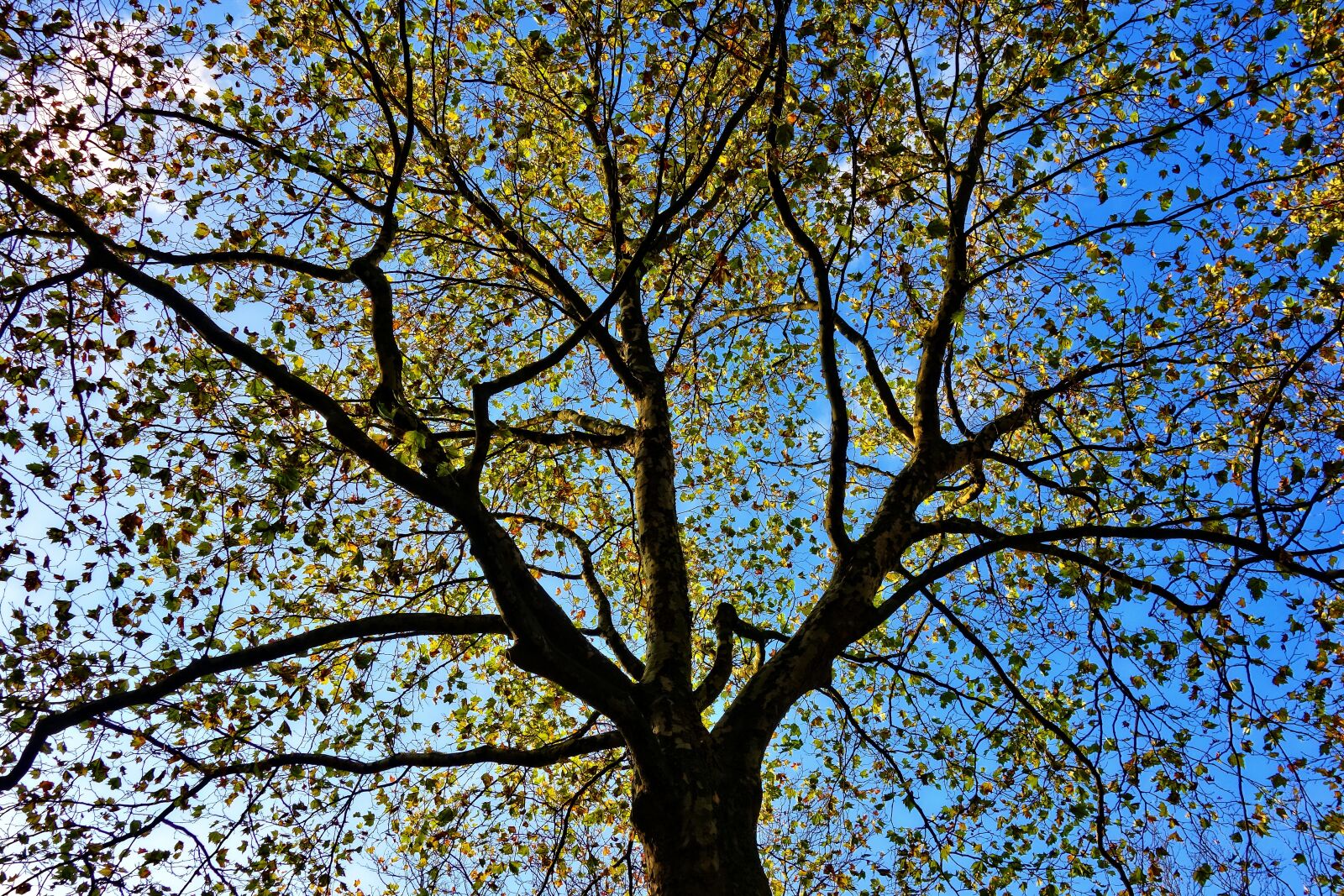 Sony Cyber-shot DSC-RX100 sample photo. Tree top, tree, branch photography