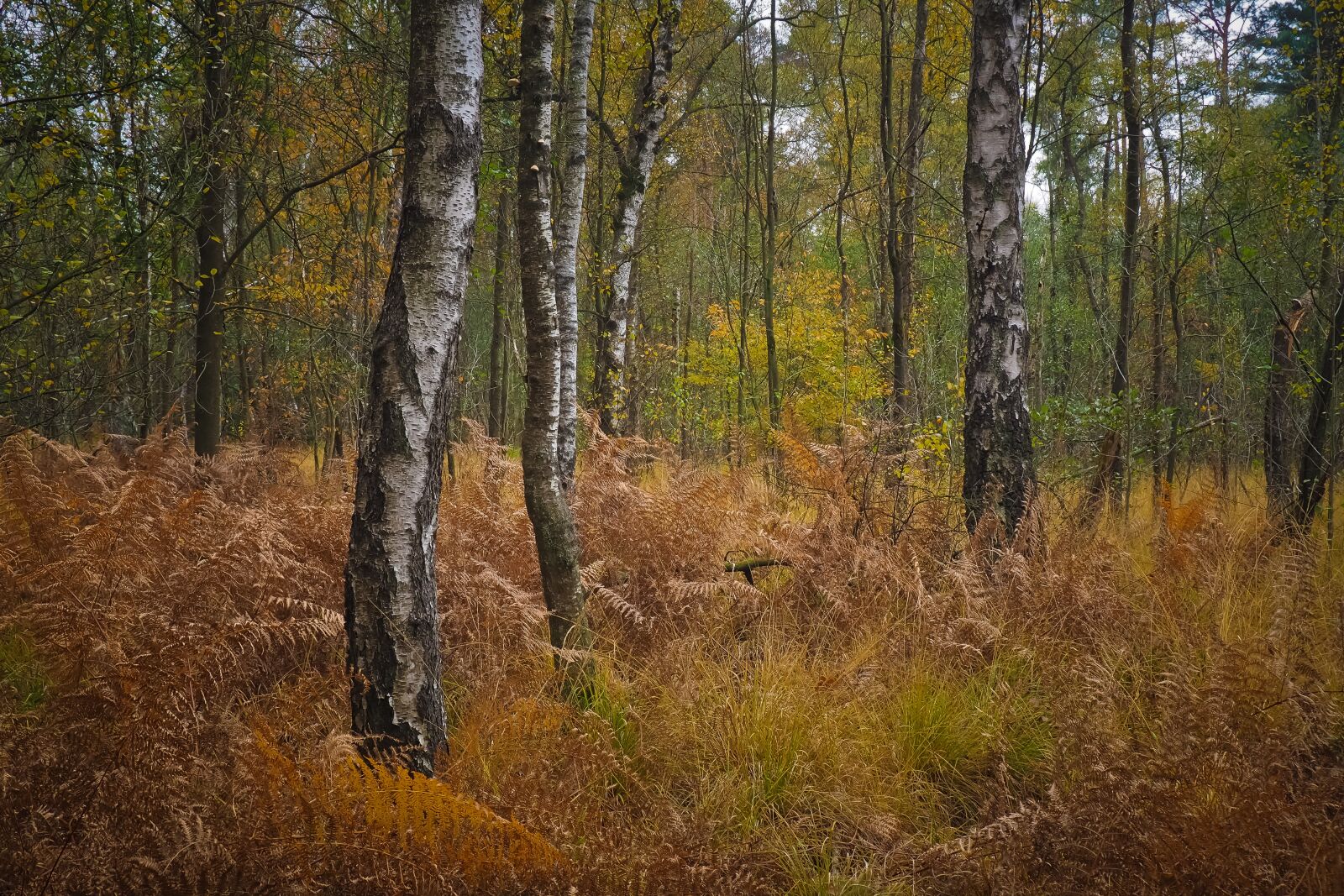 Olympus OM-D E-M10 sample photo. Forest, birch, nature photography