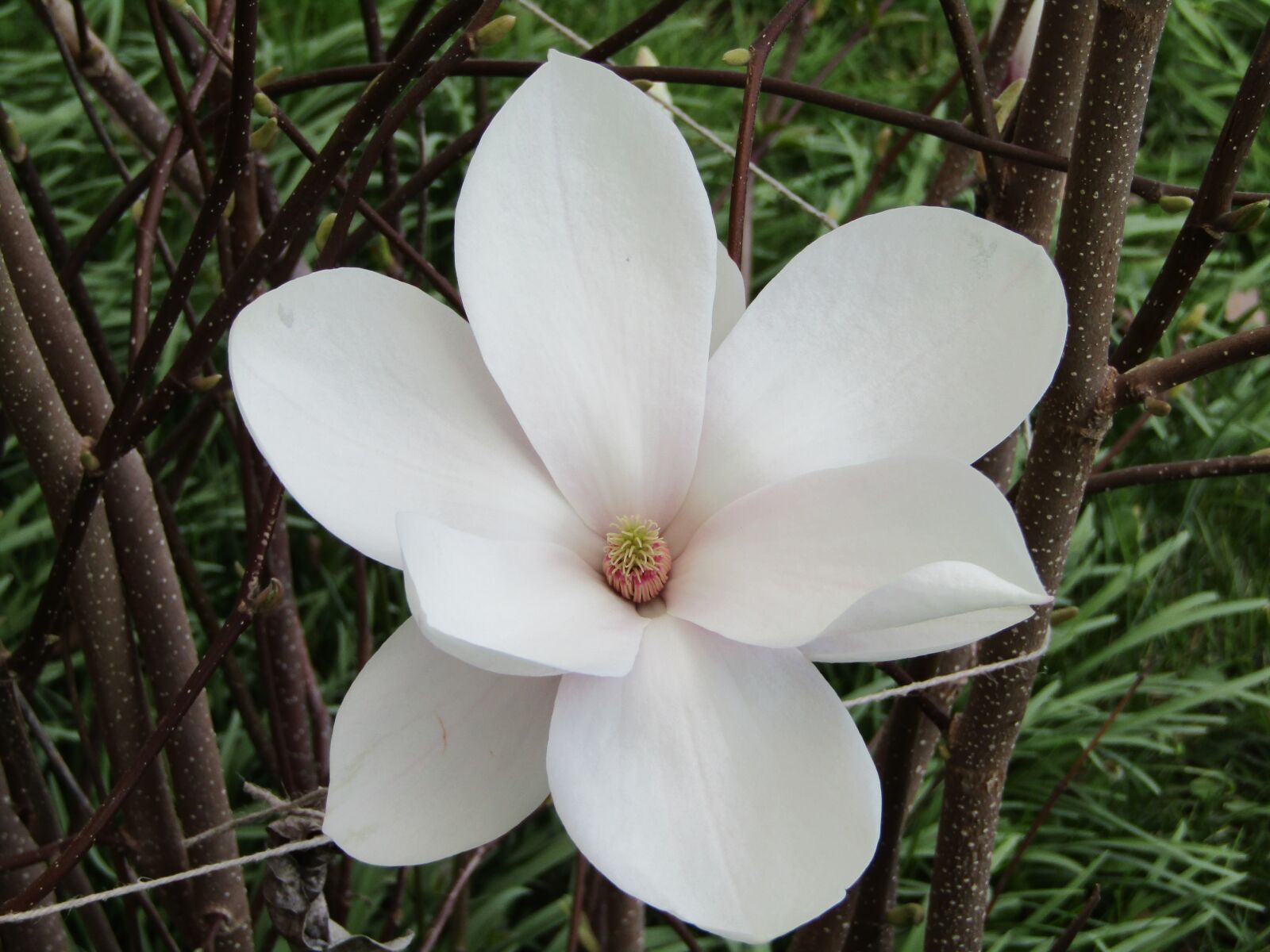 Canon POWERSHOT SX432 IS sample photo. Flower, nature, plant photography