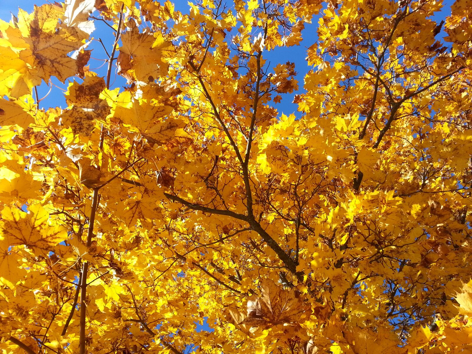 Samsung Galaxy S3 sample photo. Yellow leaves, autumn, maple photography