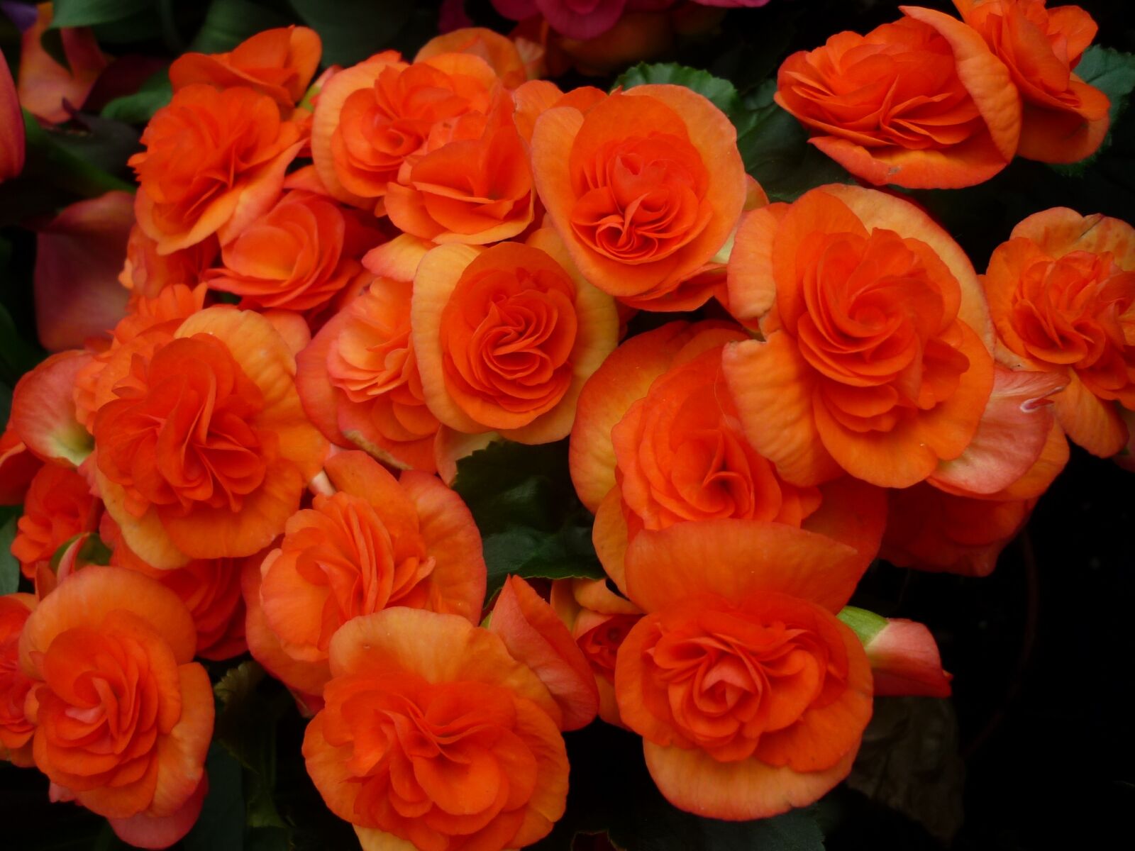 Panasonic Lumix DMC-FS6 sample photo. Ornamental flower, tuber crop photography