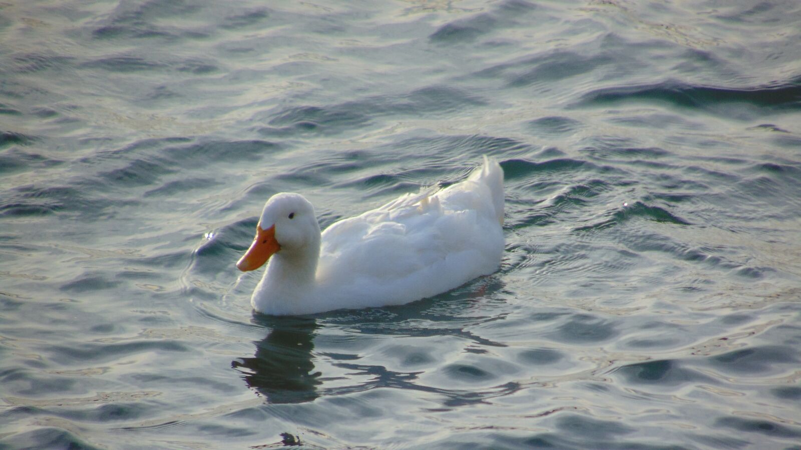 Sony Cyber-shot DSC-H300 sample photo. Swan, animal, lake photography