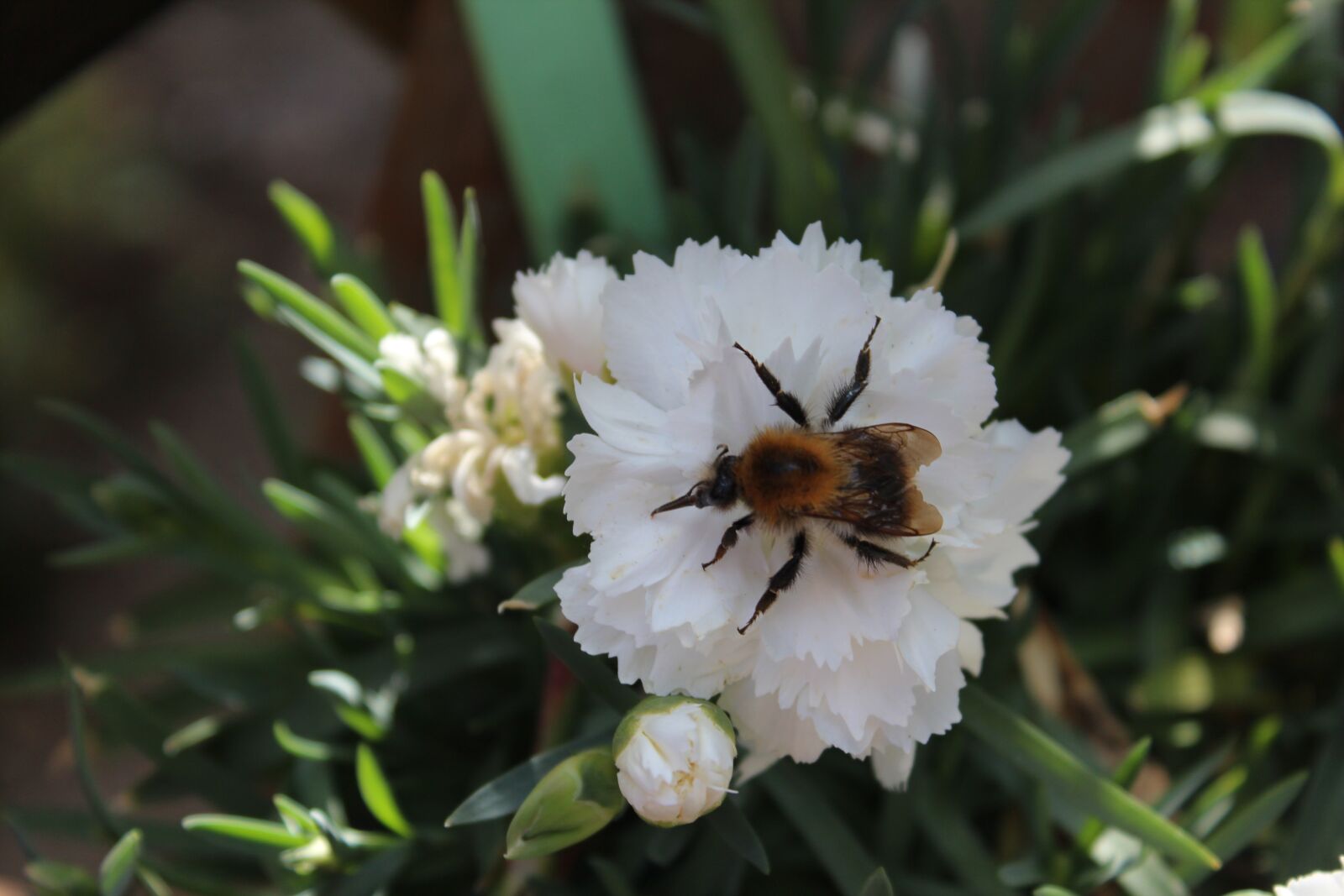 Canon EOS 600D (Rebel EOS T3i / EOS Kiss X5) sample photo. Hummel, insect, flower photography