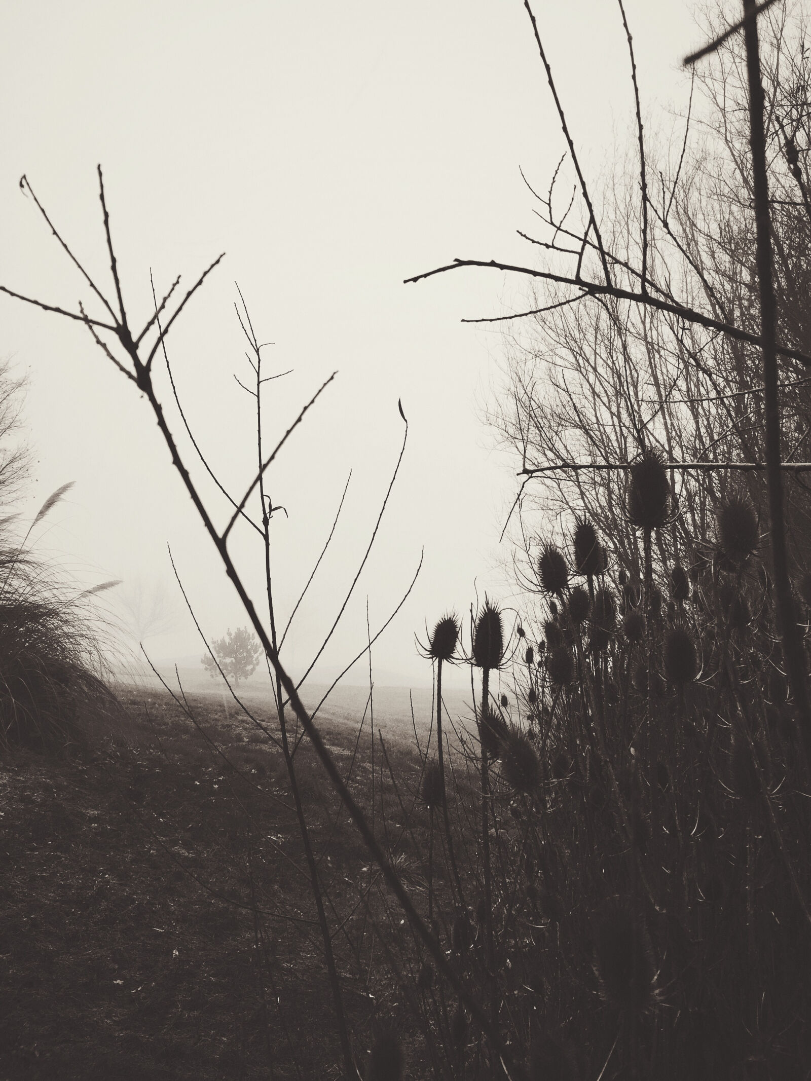 iPhone 6 Plus back camera 4.15mm f/2.2 sample photo. Grayscale, photo, of, bush photography