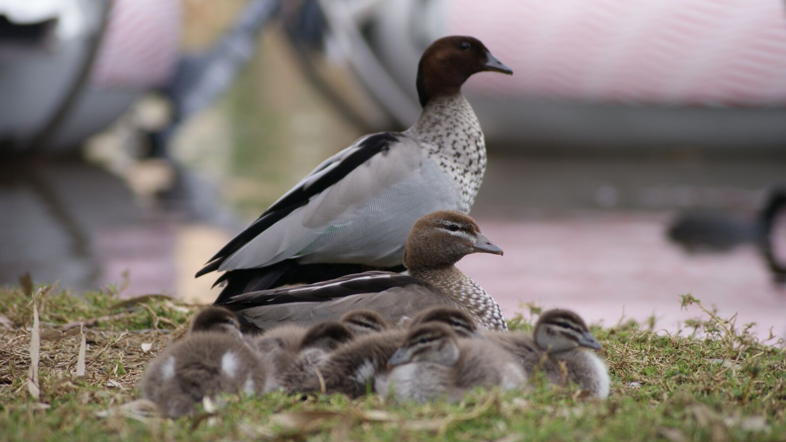 Sony Alpha DSLR-A200 sample photo. Family, birds, ducks photography