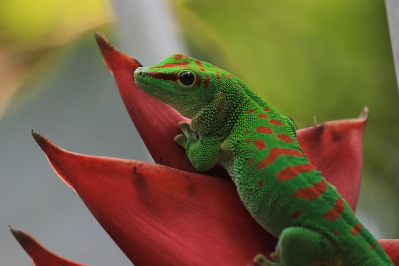 Canon EOS 600D (Rebel EOS T3i / EOS Kiss X5) sample photo. Gecko, st louis, botanical photography