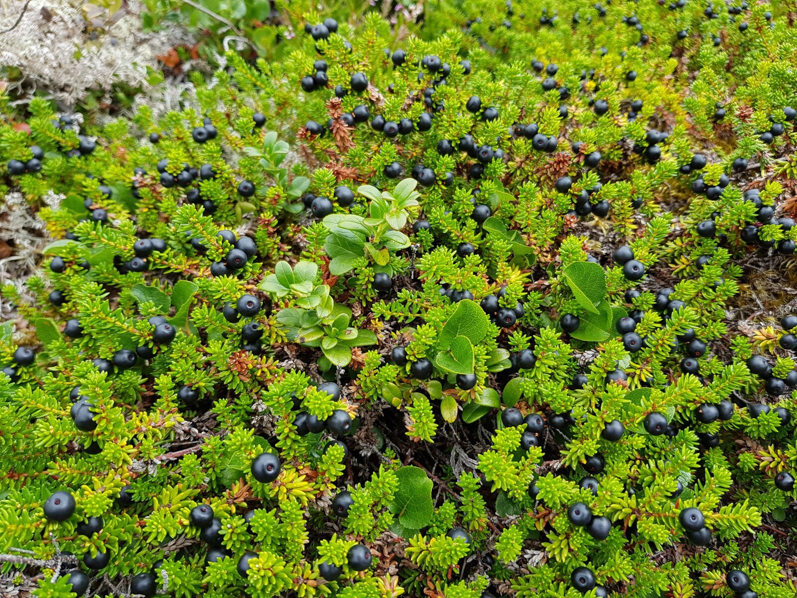 Samsung Galaxy S8 sample photo. Black crowberries, berries, heather photography