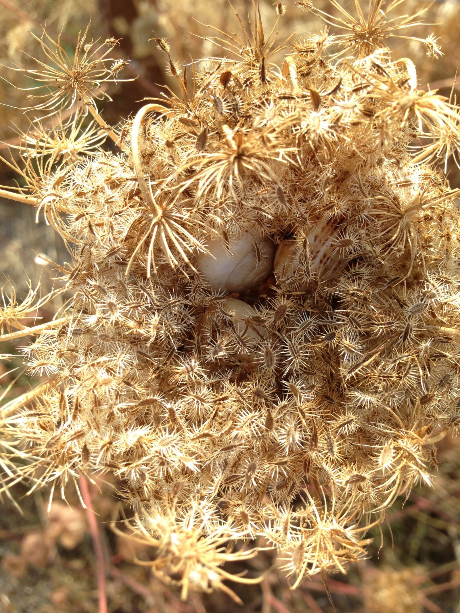 Apple iPhone 5 sample photo. Mallorca, dry, trockenblume photography