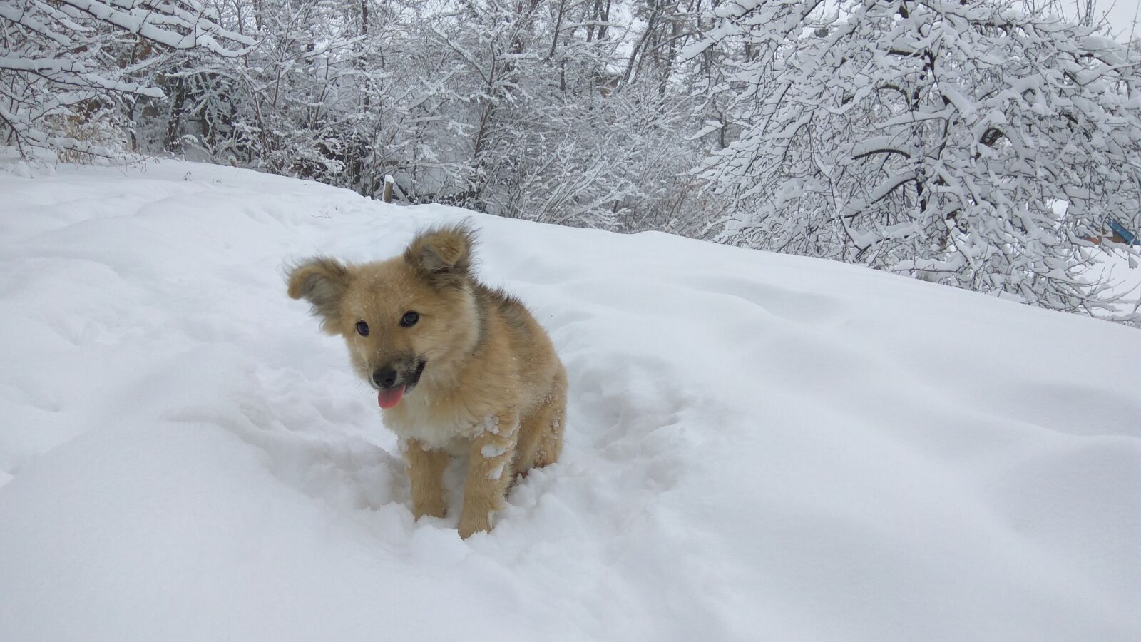 Xiaomi Redmi Note 3 sample photo. Winter, snow, nature photography