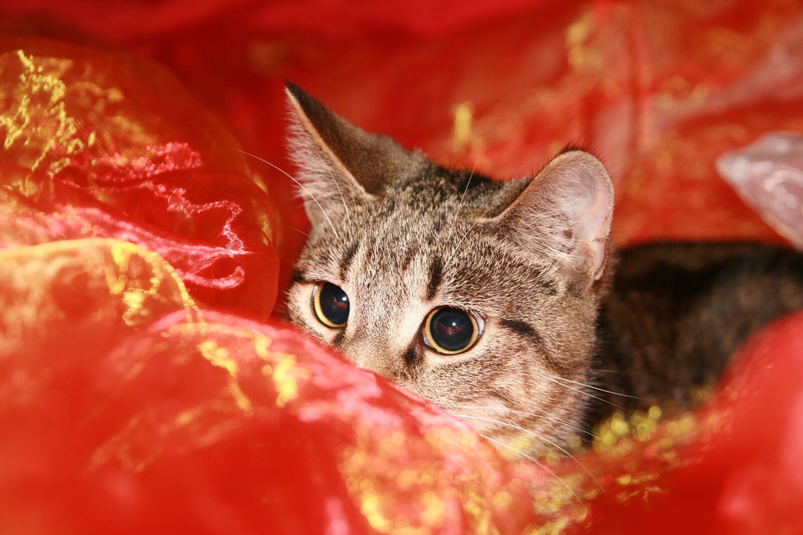 Canon EOS 400D (EOS Digital Rebel XTi / EOS Kiss Digital X) sample photo. Cat, lurking, lauer photography