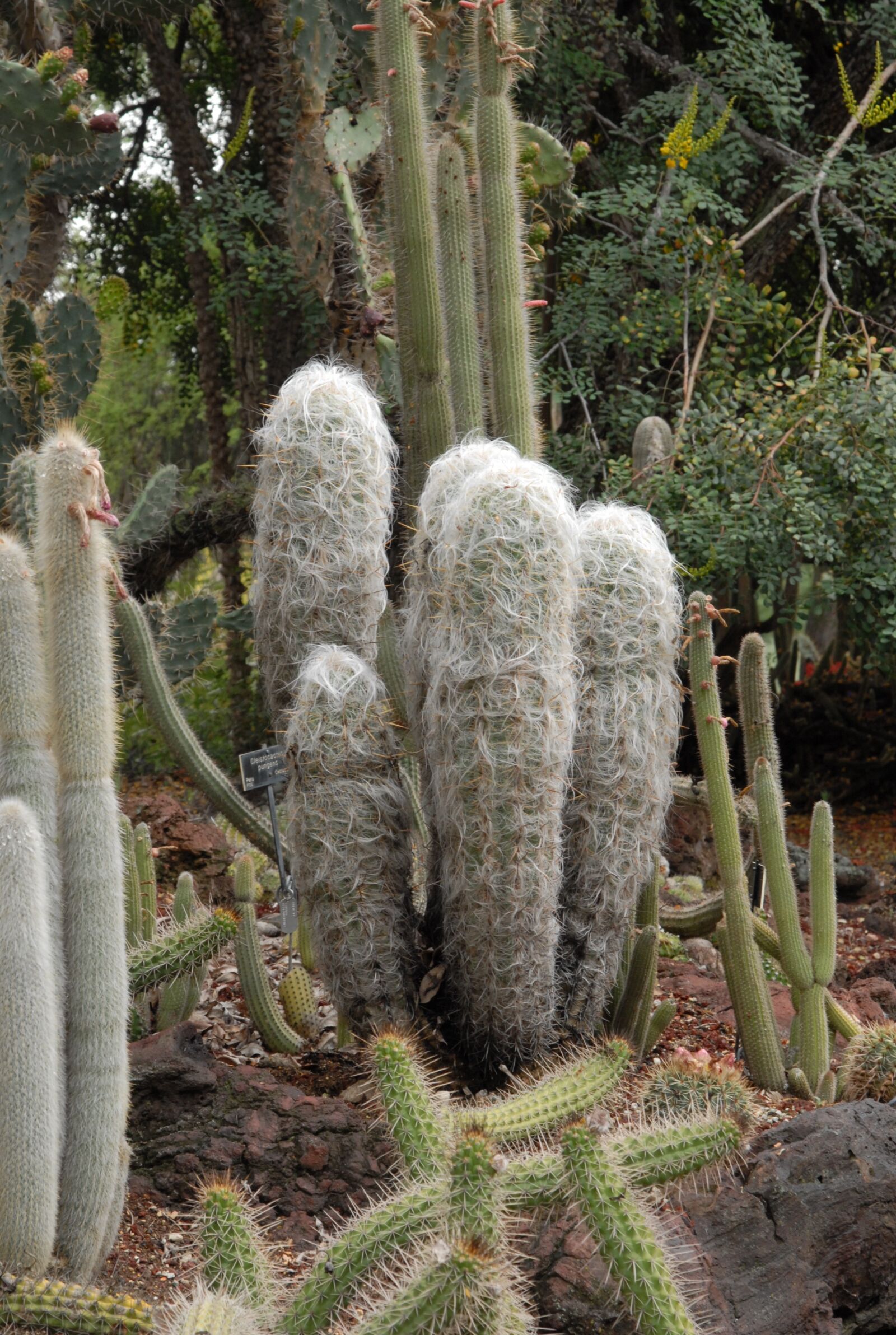 Nikon D200 sample photo. Cacti, andes, peru photography