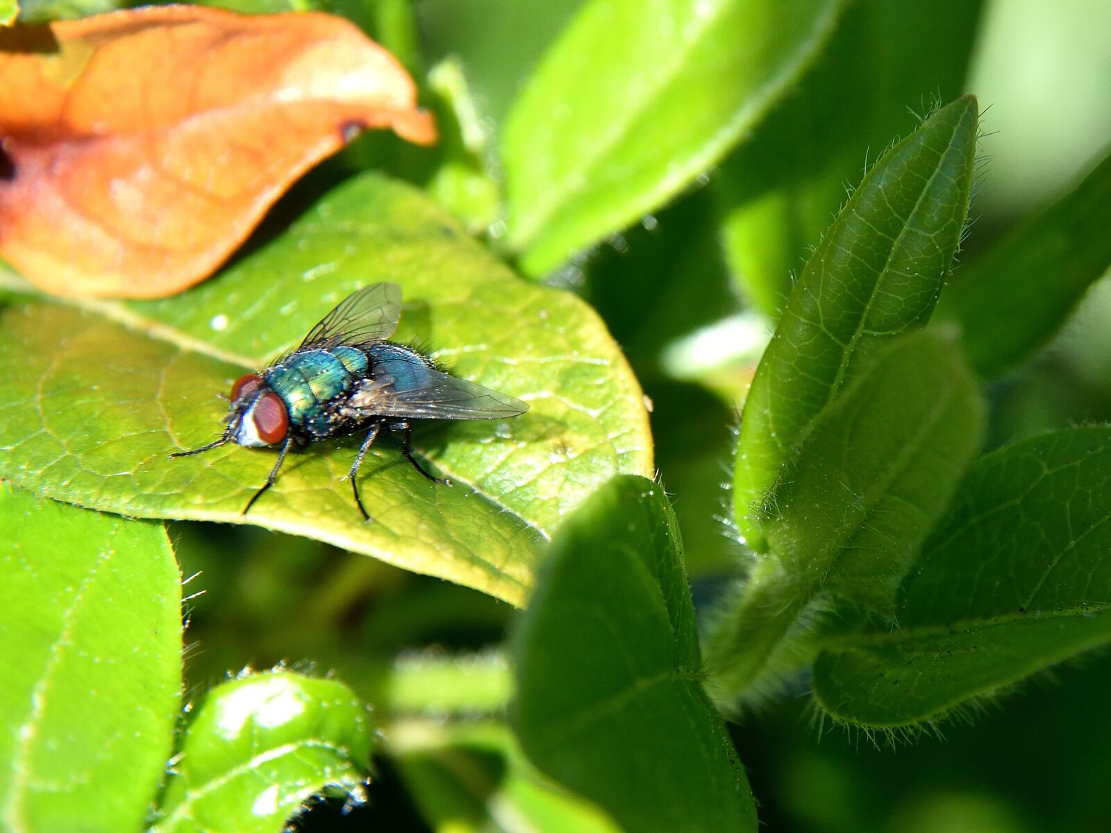 Nikon D5500 sample photo. Fly, close up, insect photography
