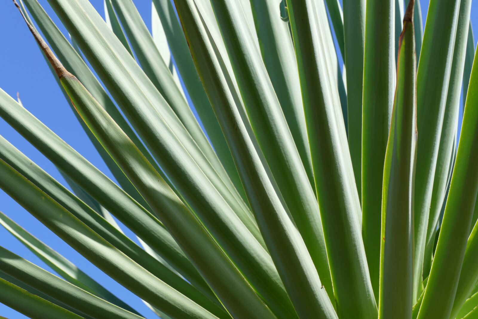 Panasonic Lumix DMC-FZ1000 sample photo. Plamenblatt, blue, green photography