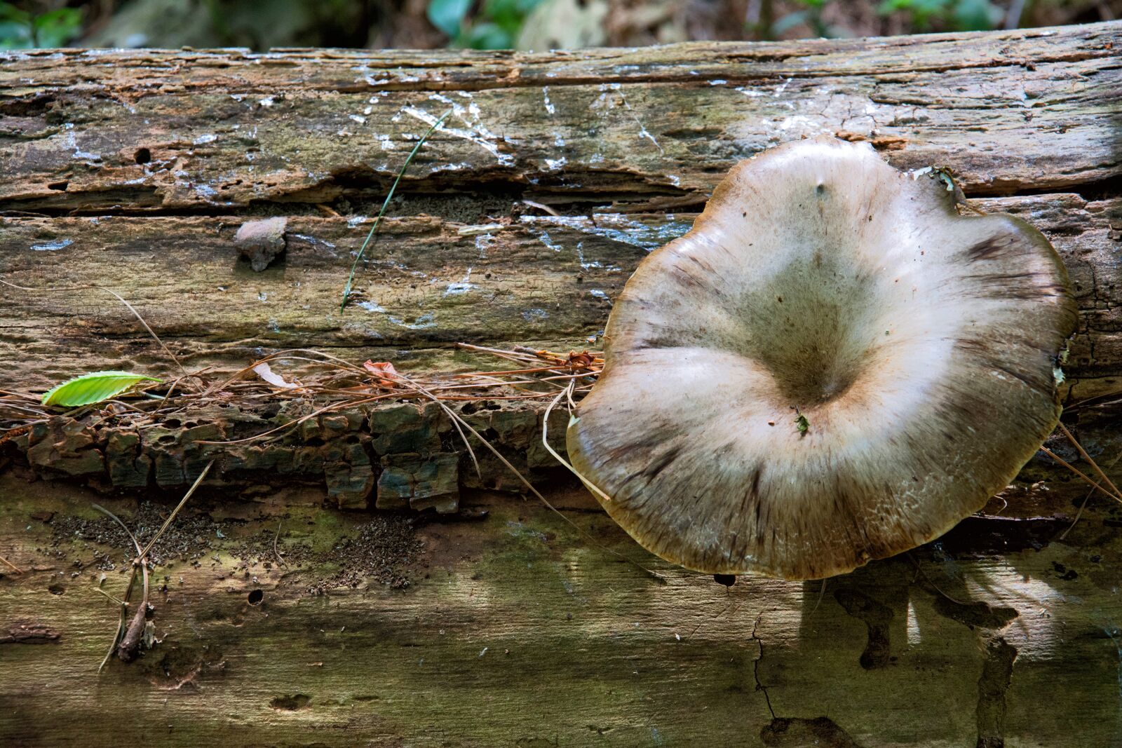 Nikon D7100 sample photo. Fungus, nature, forest photography