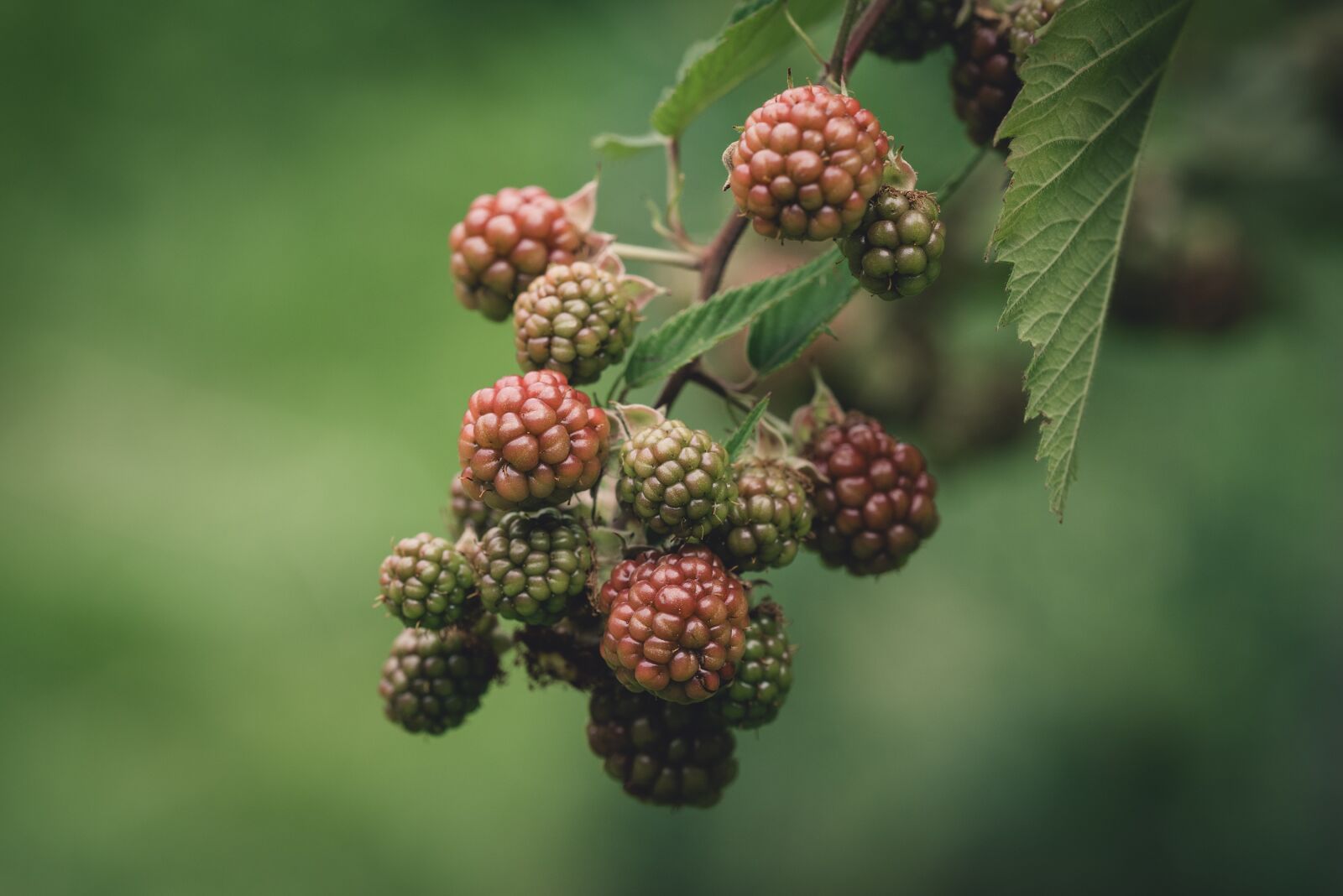 Nikon D750 sample photo. Blackberries, immature, garden photography