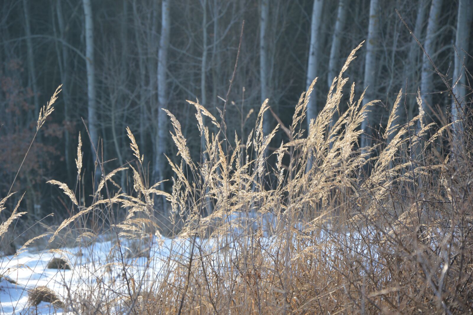 Nikon D3200 sample photo. Winter, grass, frost photography