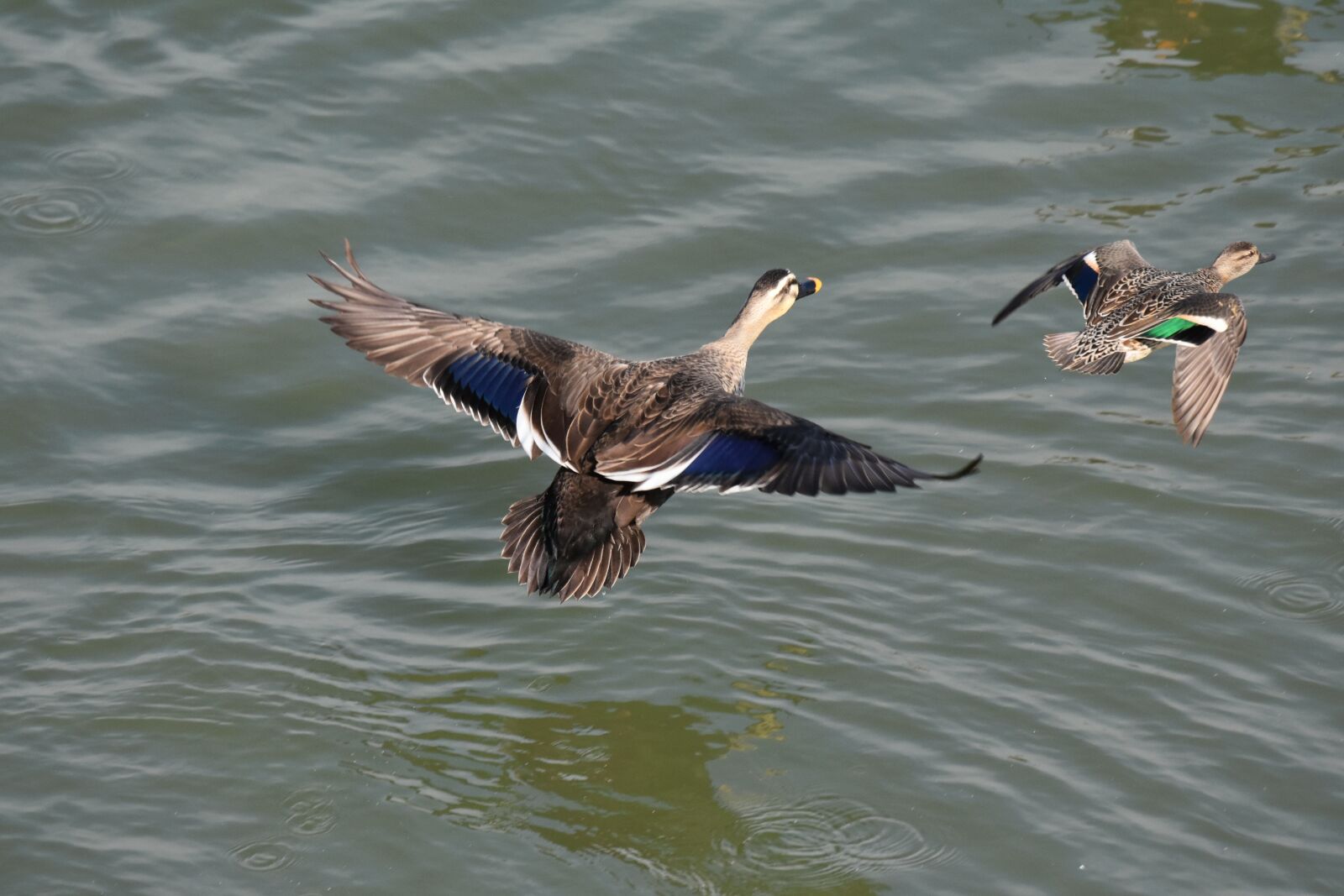 Nikon D7200 sample photo. Animal, river, waterside photography