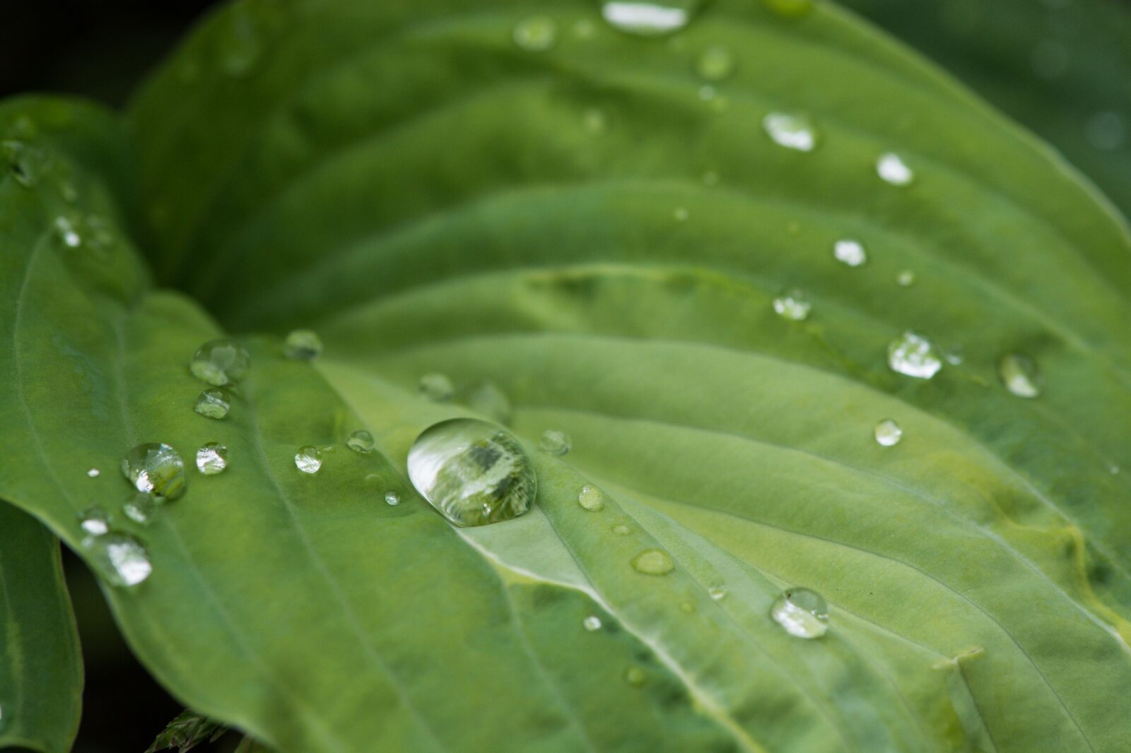 Nikon D7100 sample photo. Leaf, green, drop of photography